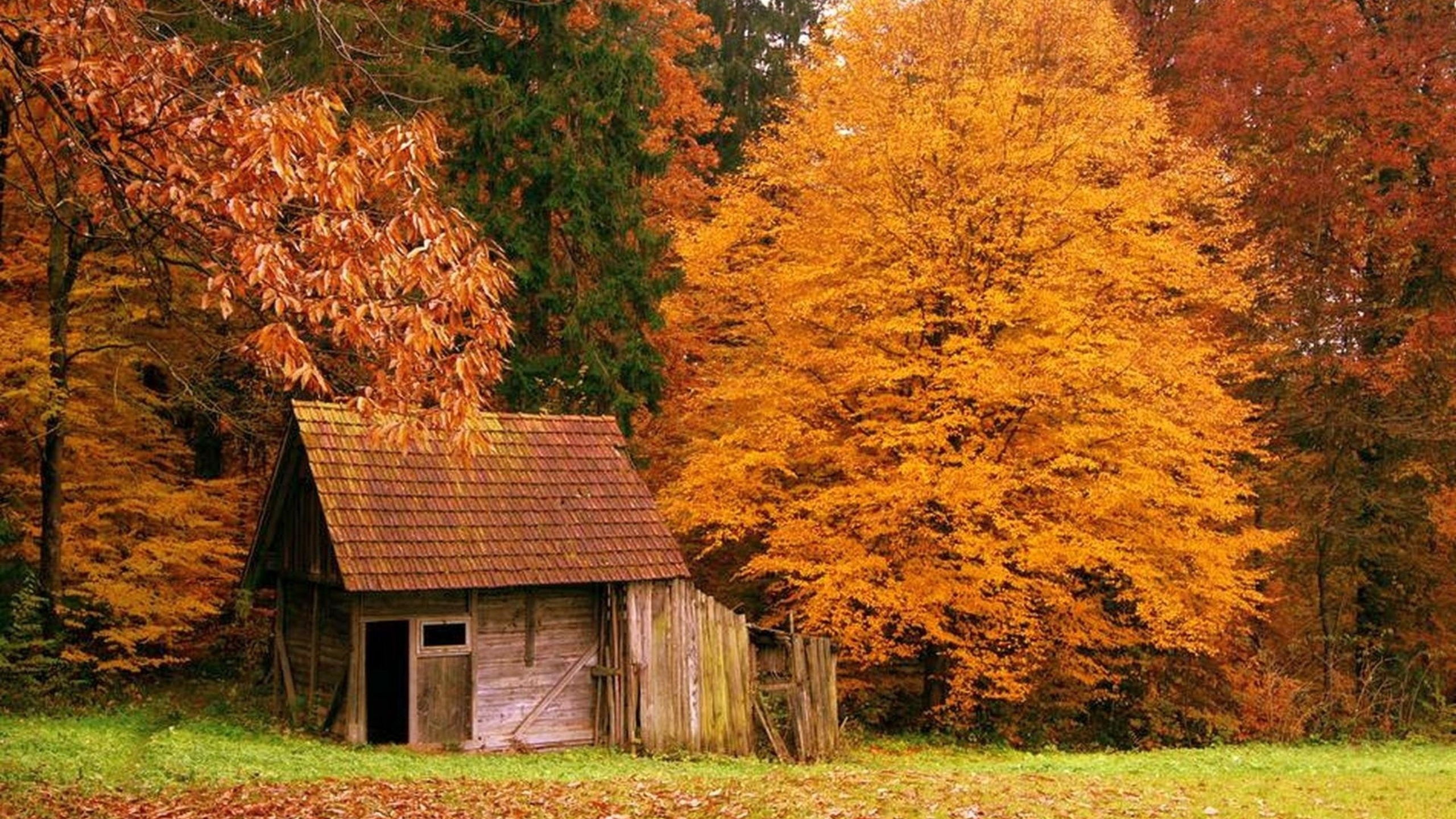 Осень картинки. Осень. Осень в лесу. Осенний лес. Домик в лесу.