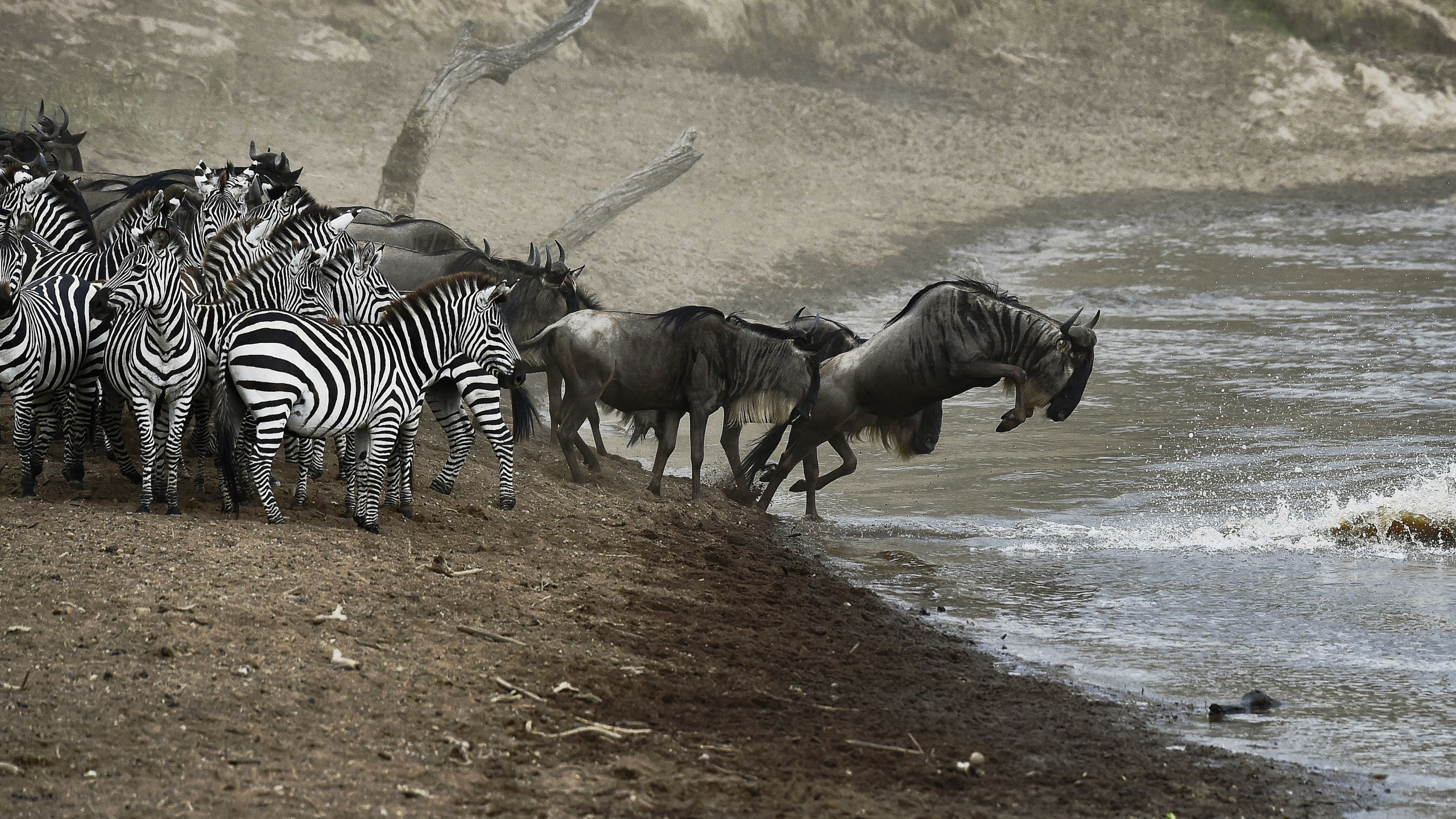 Миграция антилоп гну в Серенгети