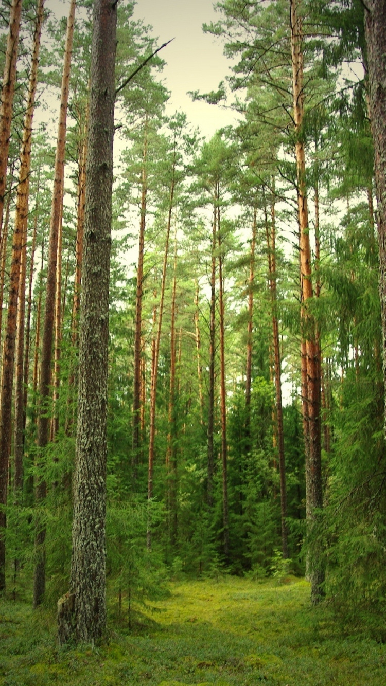 Фото леса вертикально