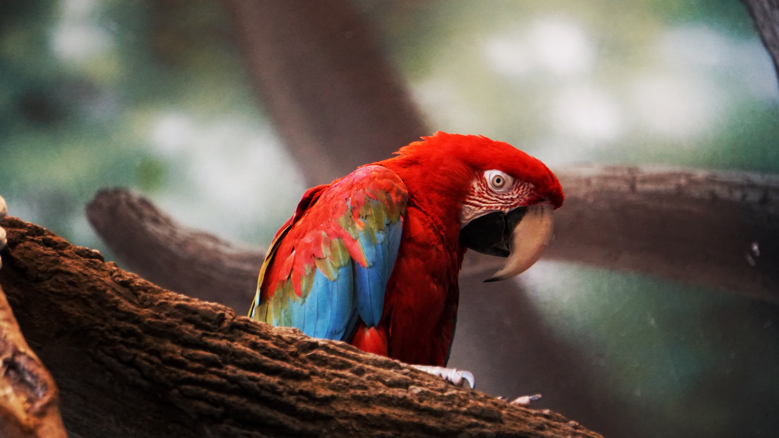 Красный ара птенец