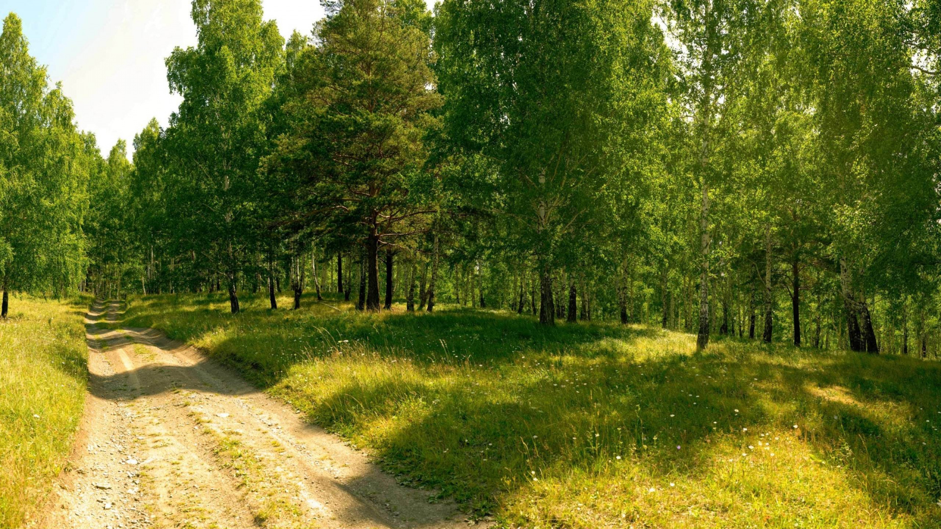 Битцевский лес сосны