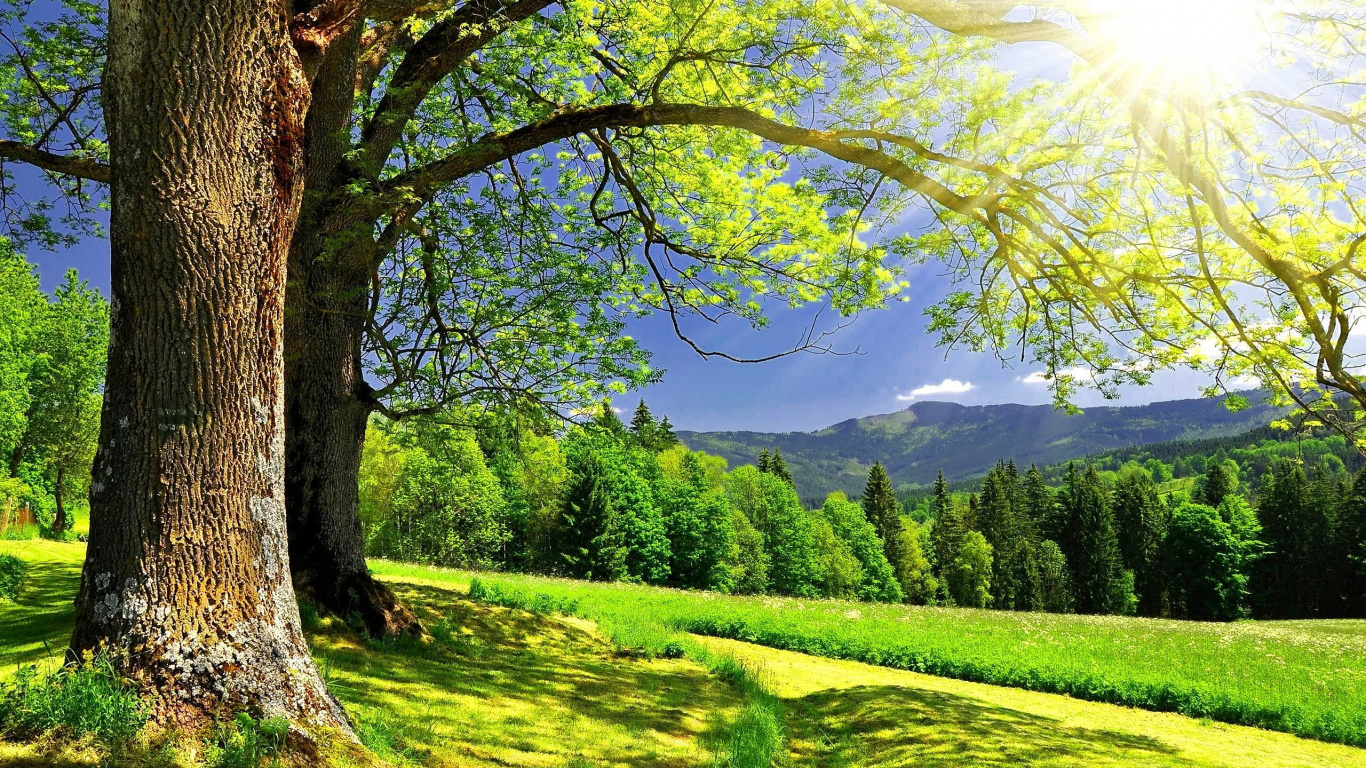 Обои дерево, природа, солнечный свет, растительность, поле H