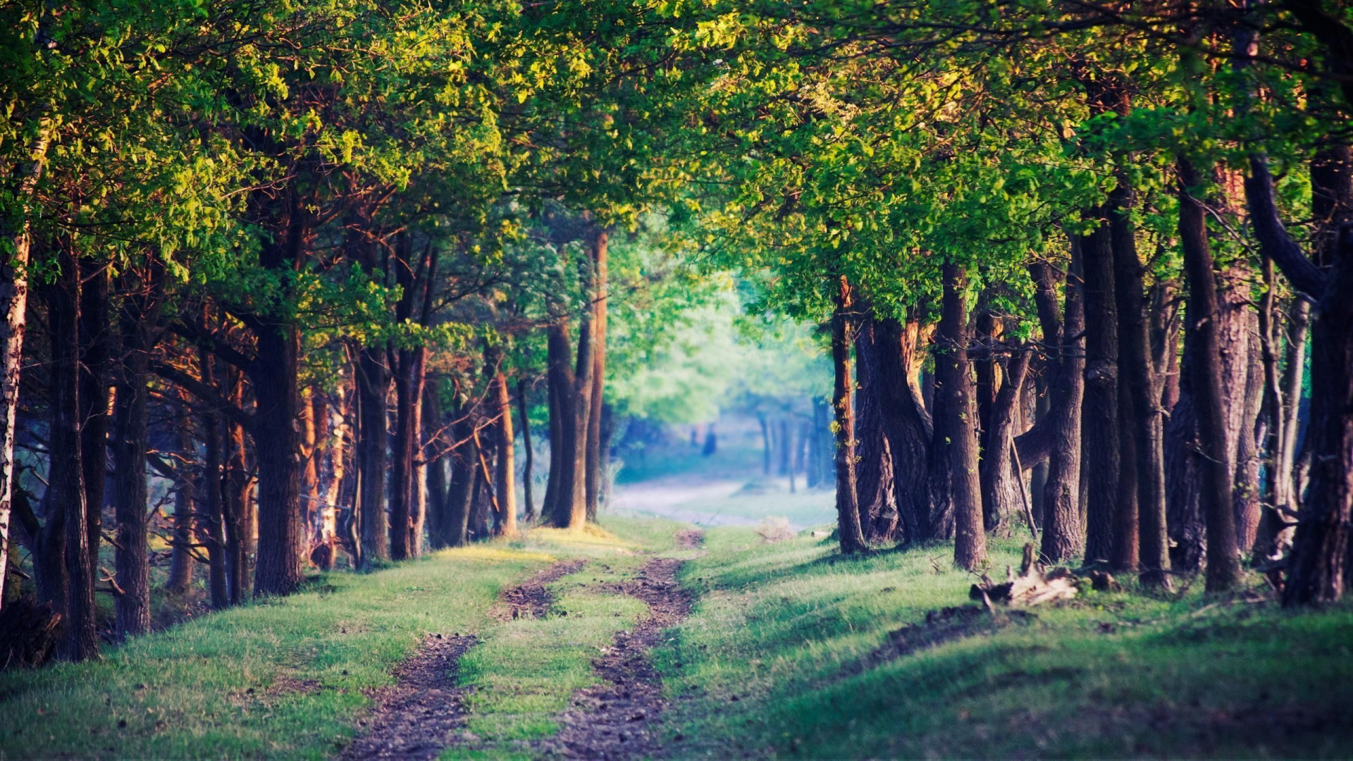 Картинки 2д природа