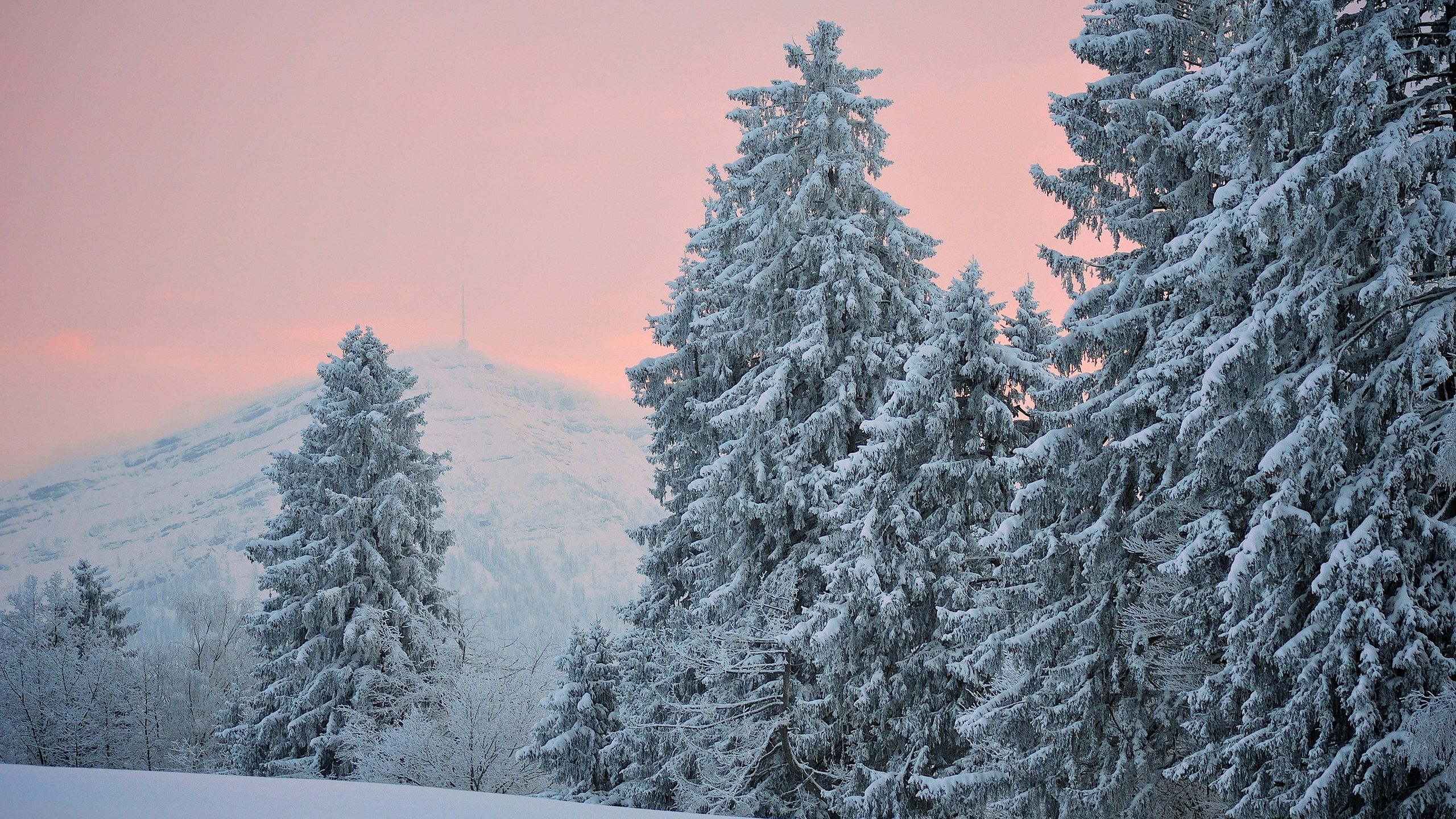 Winter wallpaper. Снежный лес. Ель в зимнем лесу. Зимний лес снегопад. Красивый зимний лес.