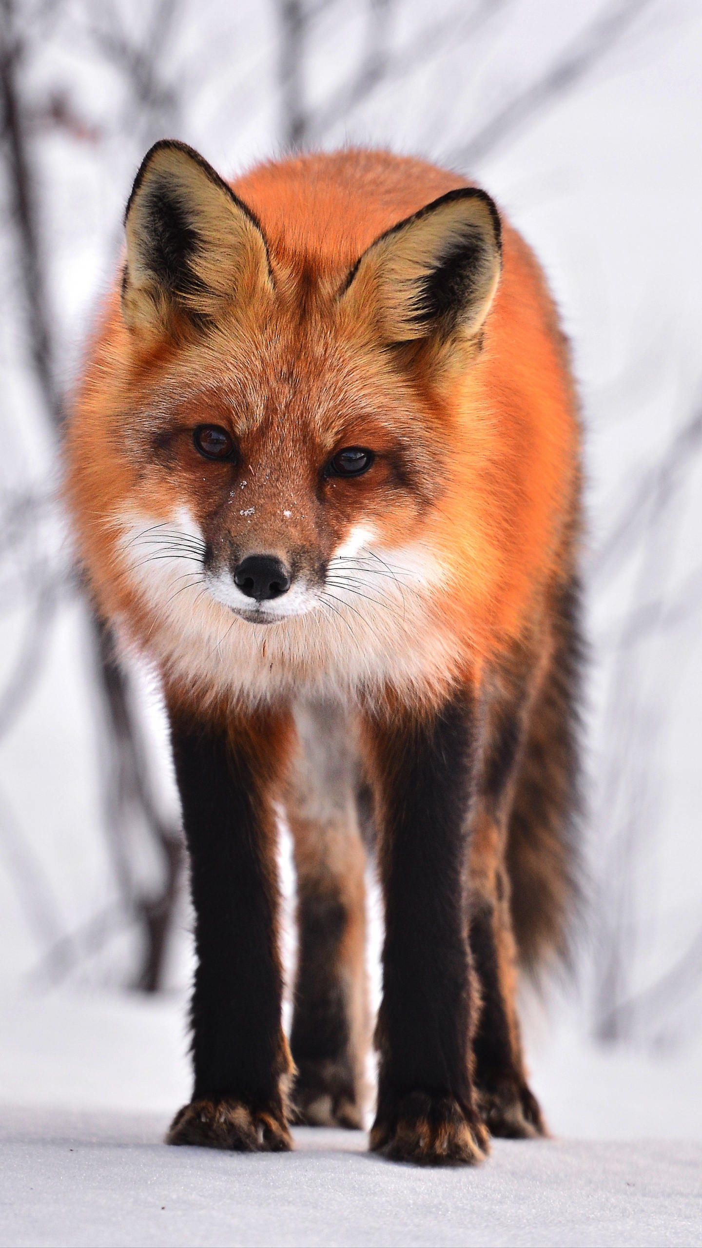 Red fox 2024