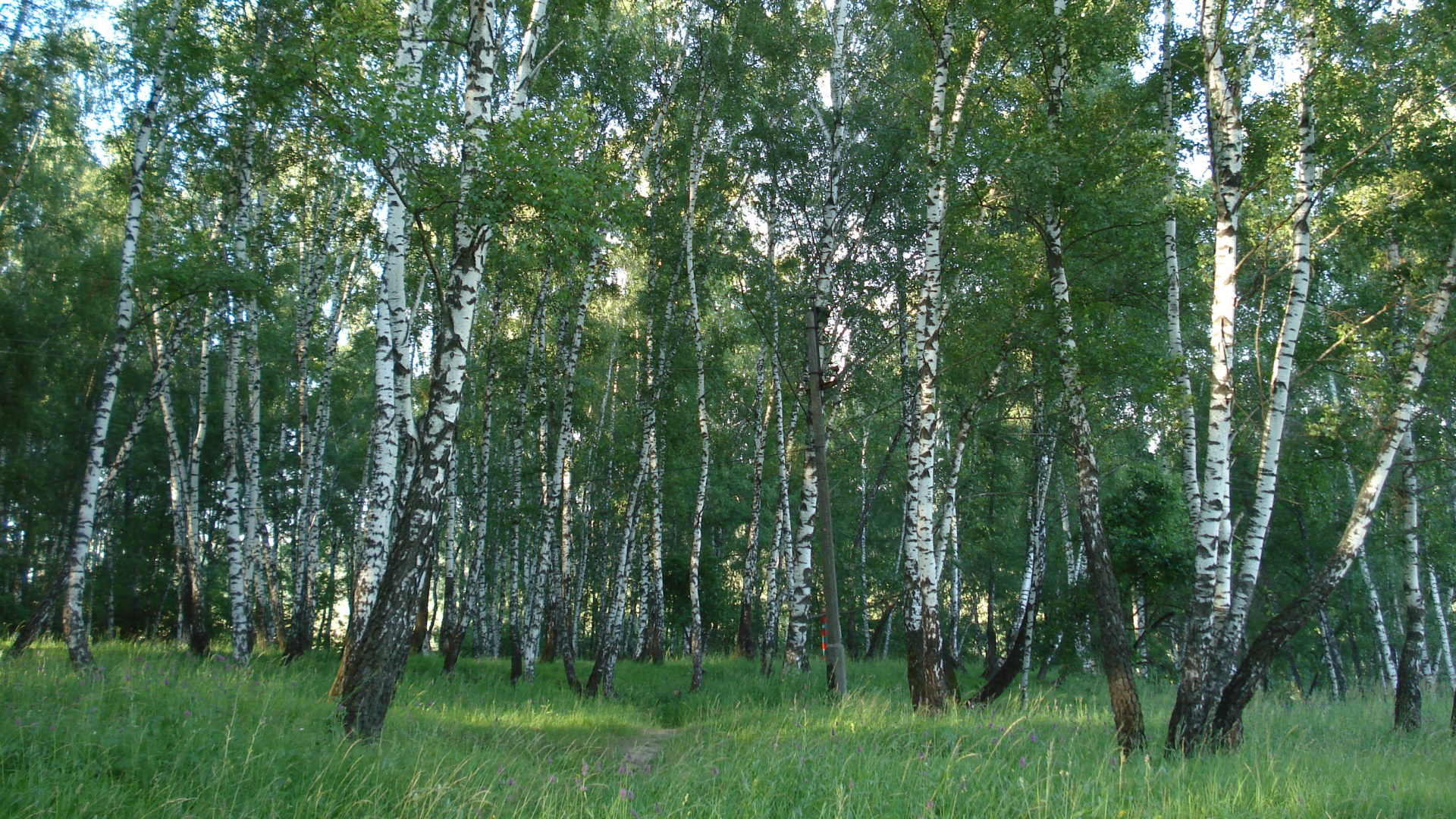 Роща картинка