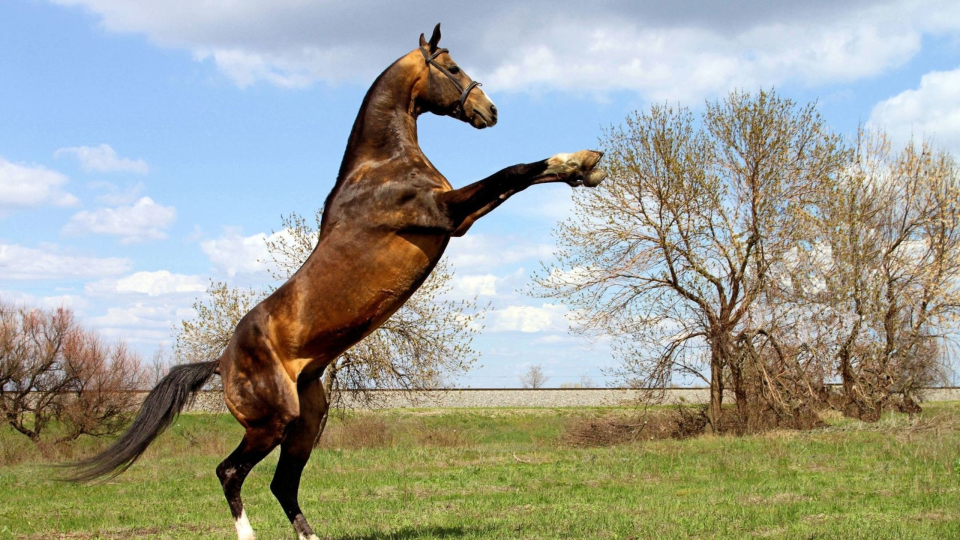 Ахалтекинская лошадь в прыжке