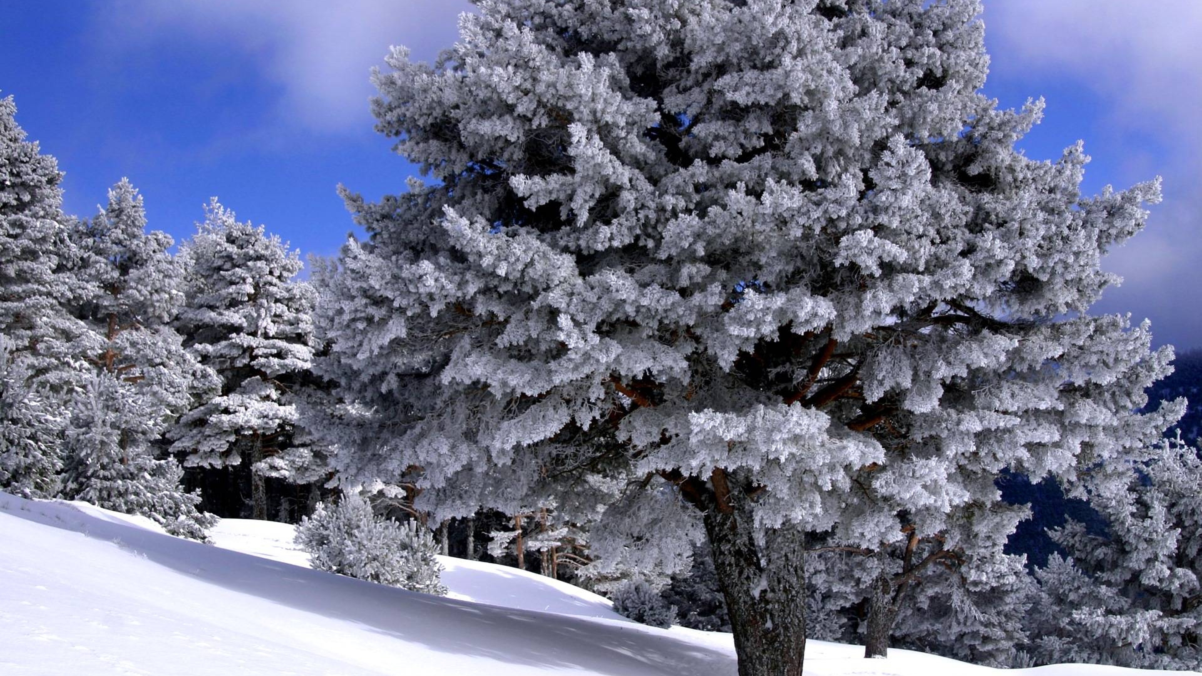 Зима. Деревья в снегу. Зимняя природа. Заснеженные деревья. Зимний лес.