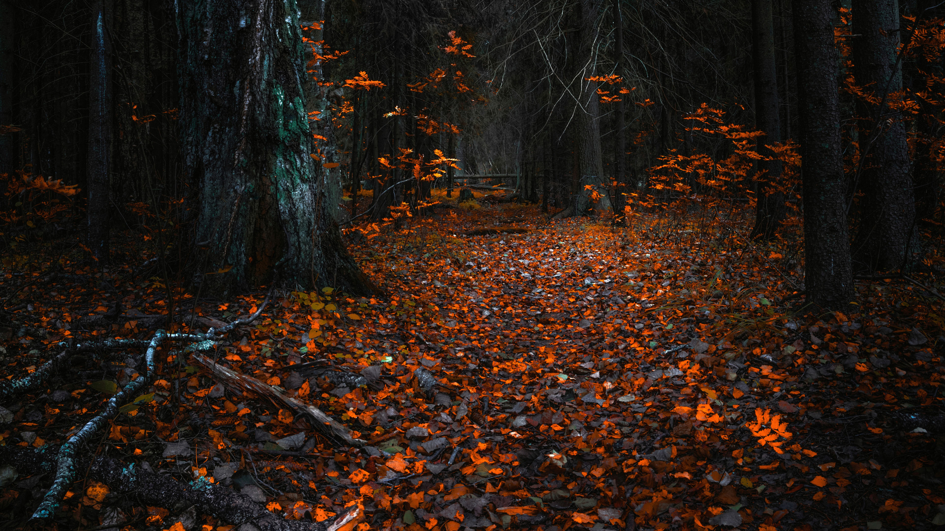 Мрачный осенний лес