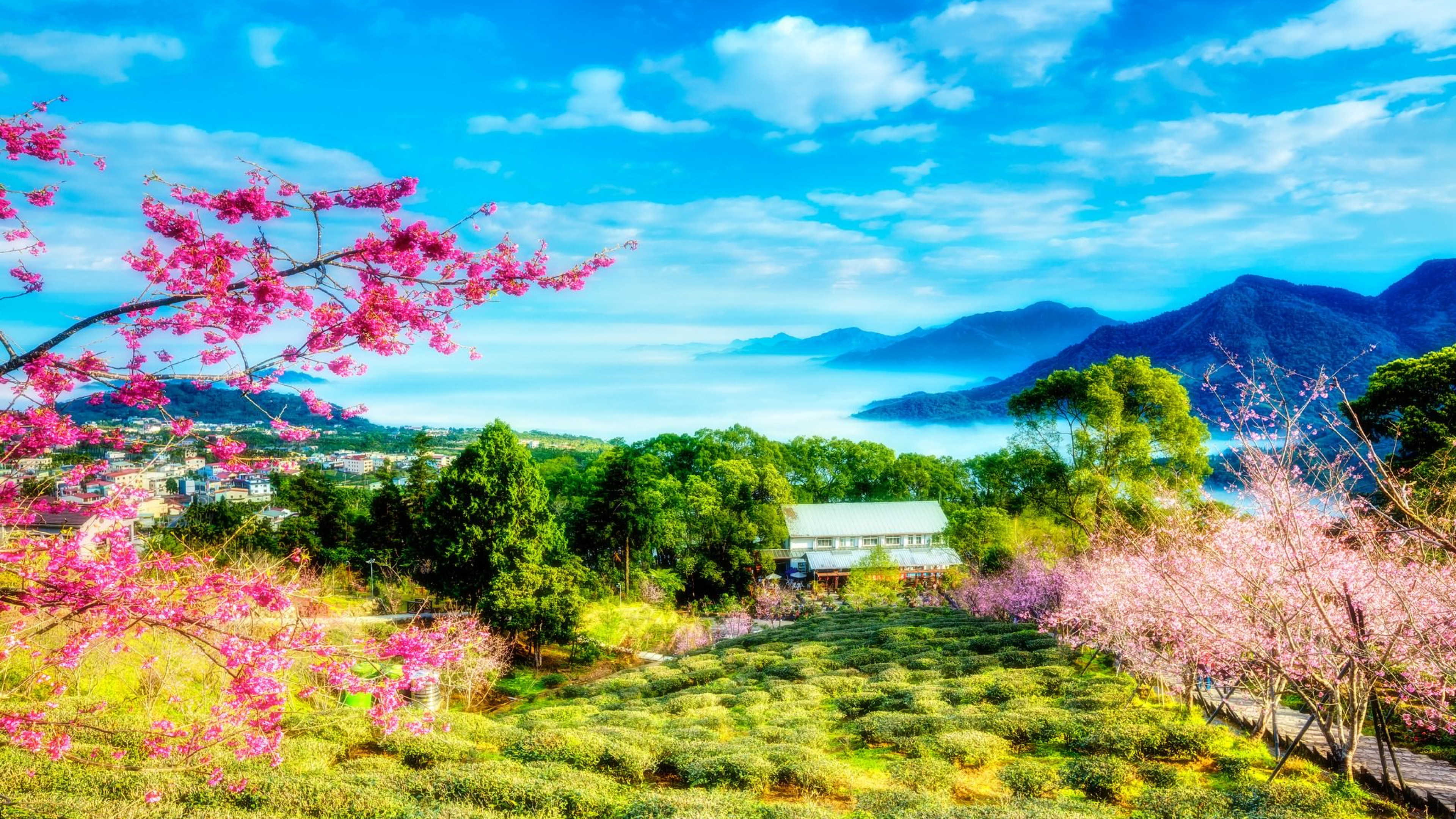 Розовые деревья в горах. Абрикосовая Долина Китай. Гора Фудзи Сакура зелень. Яркая природа. Японский пейзаж.