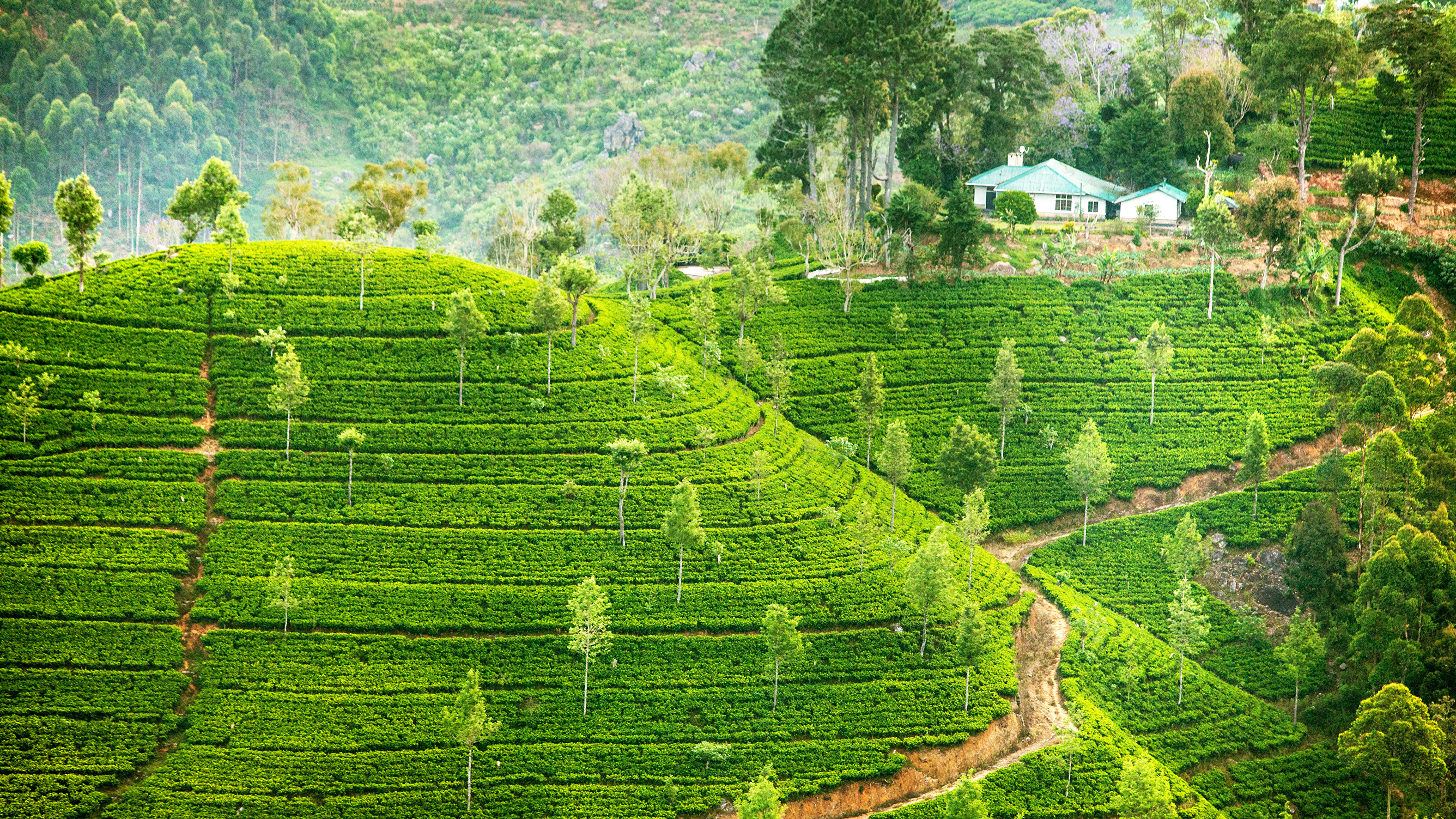 Шри ланка чья. Плантации Шри Ланки. Остров Цейлон. Шри Ланка фото чайные плантации. Рисовые террасы Шри Ланки.