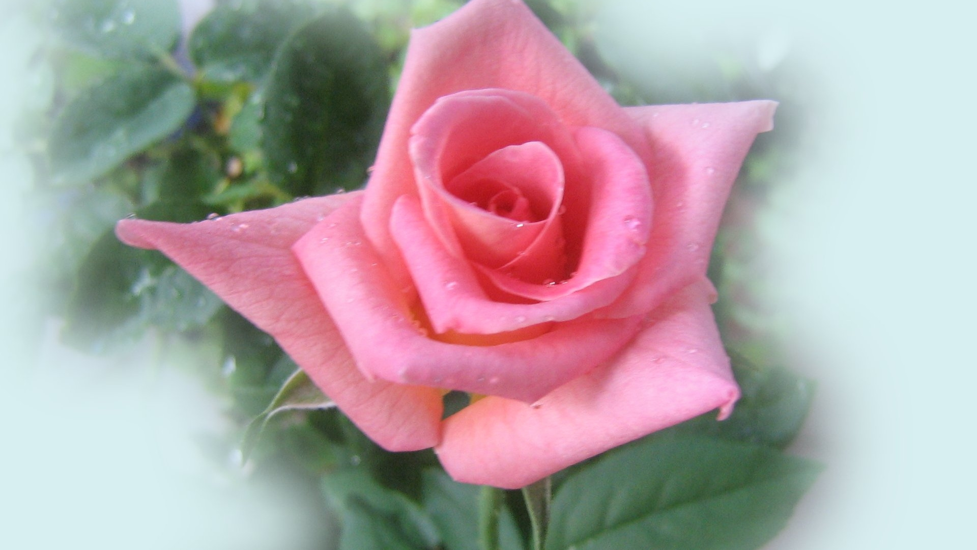 Роза дини