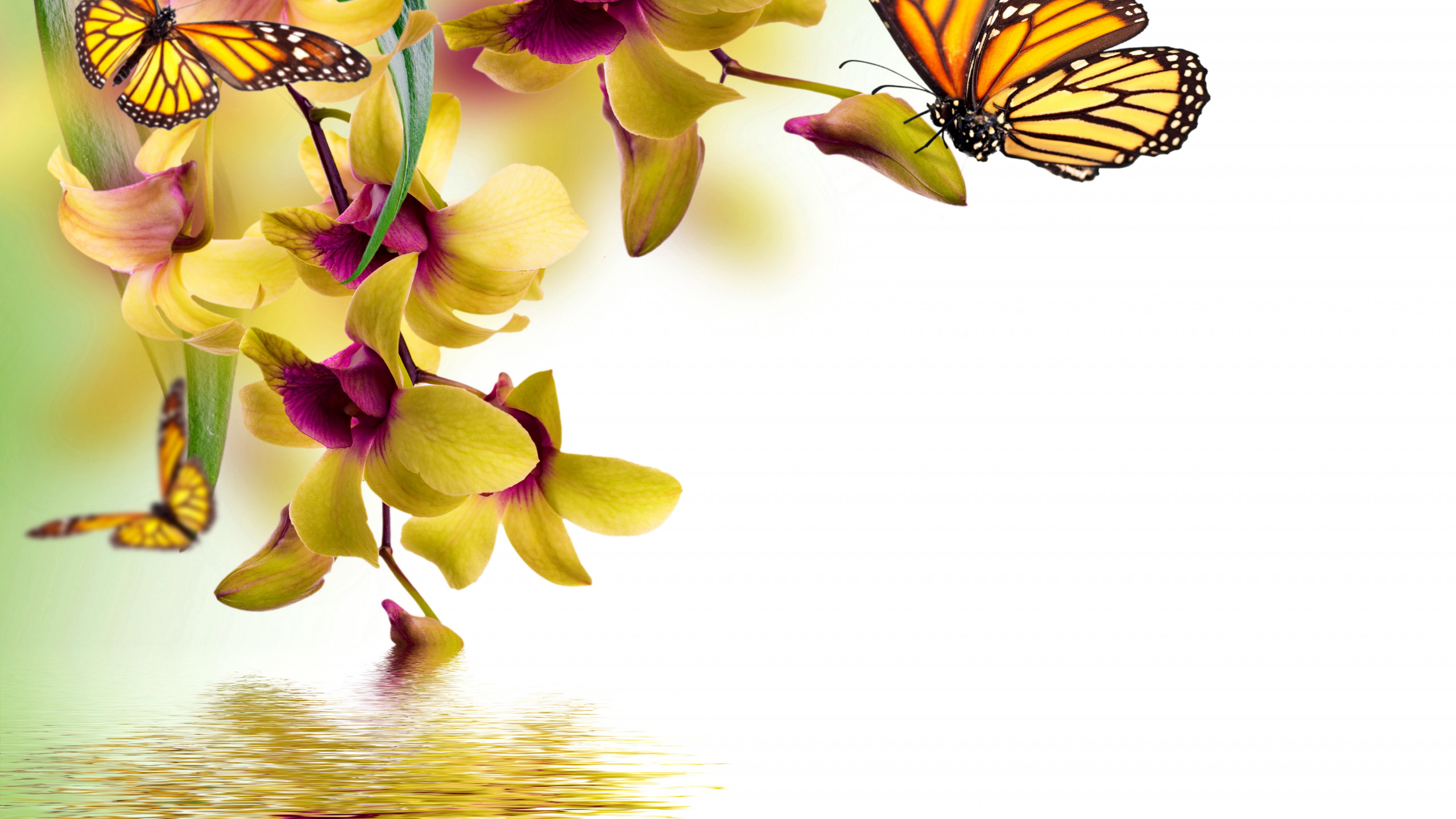 Обои 2560x1440 цветок, орхидея, бабочка, желтый, мотыльки и бабочки, WQHD, ...