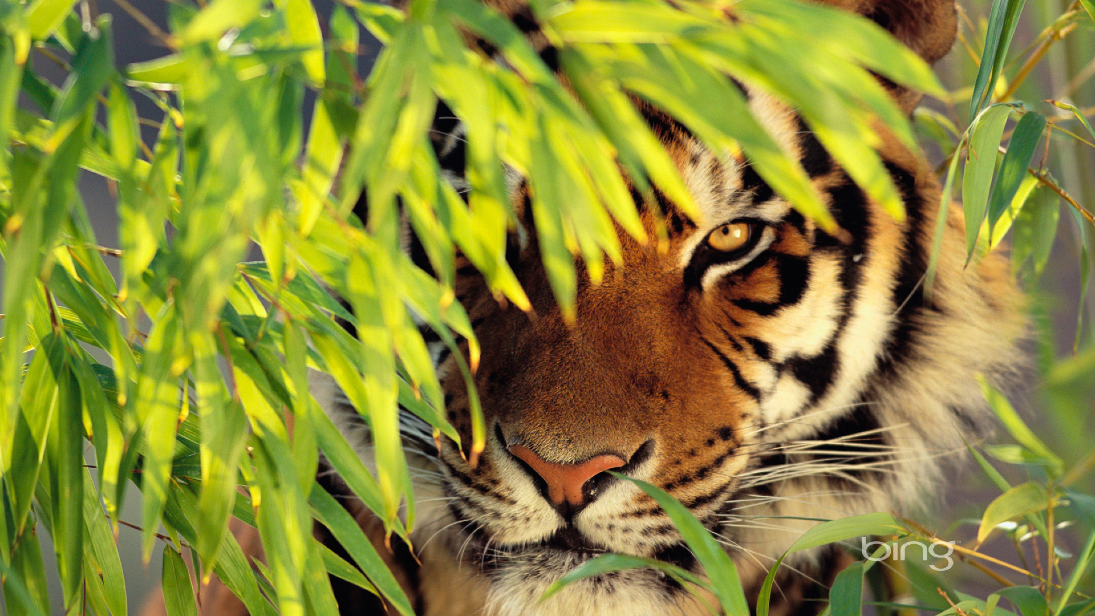 Изображение. Тигр. Тигр обои. Животные тигр. Тигр в природе.