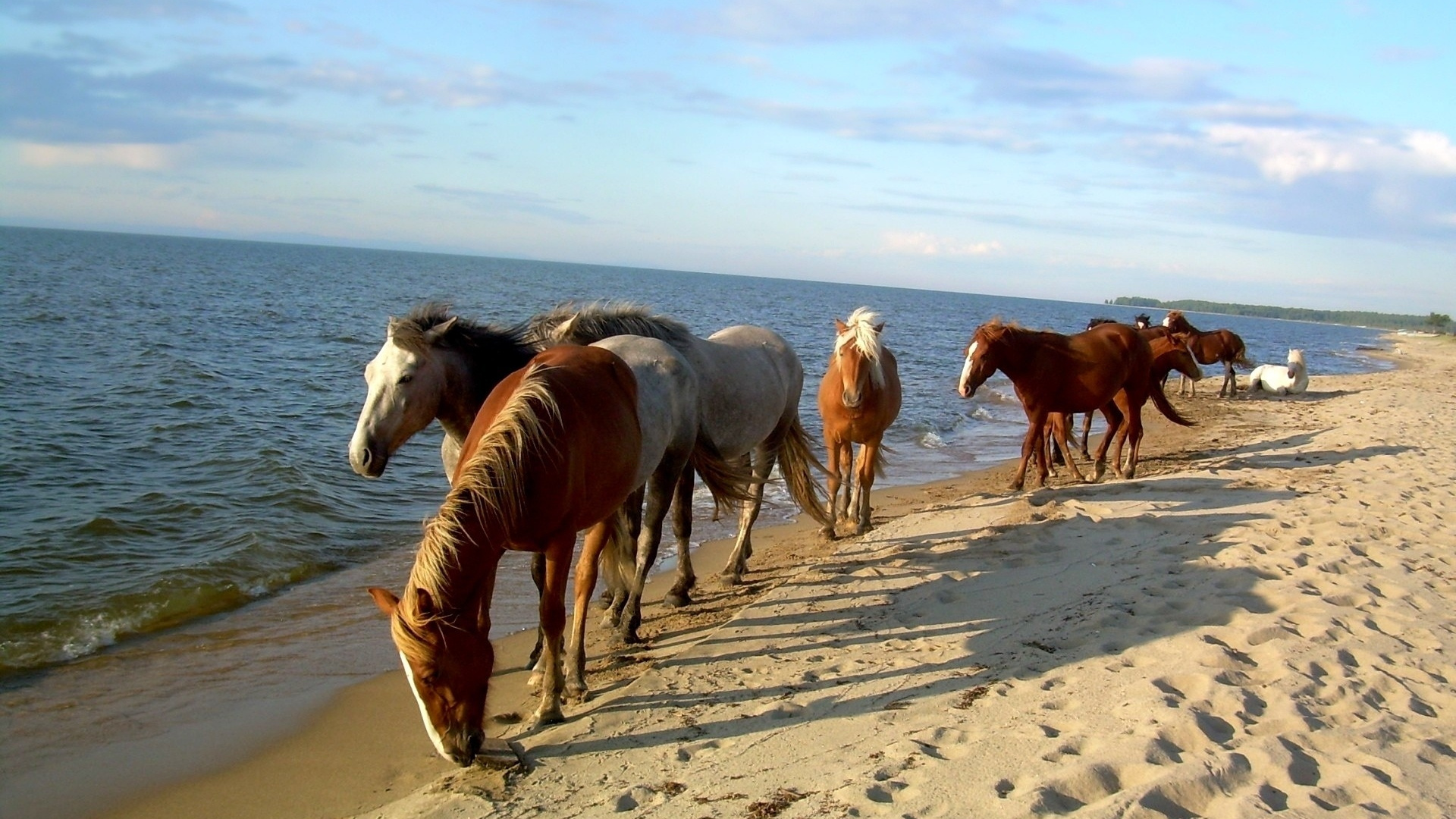 Лошадь пляже