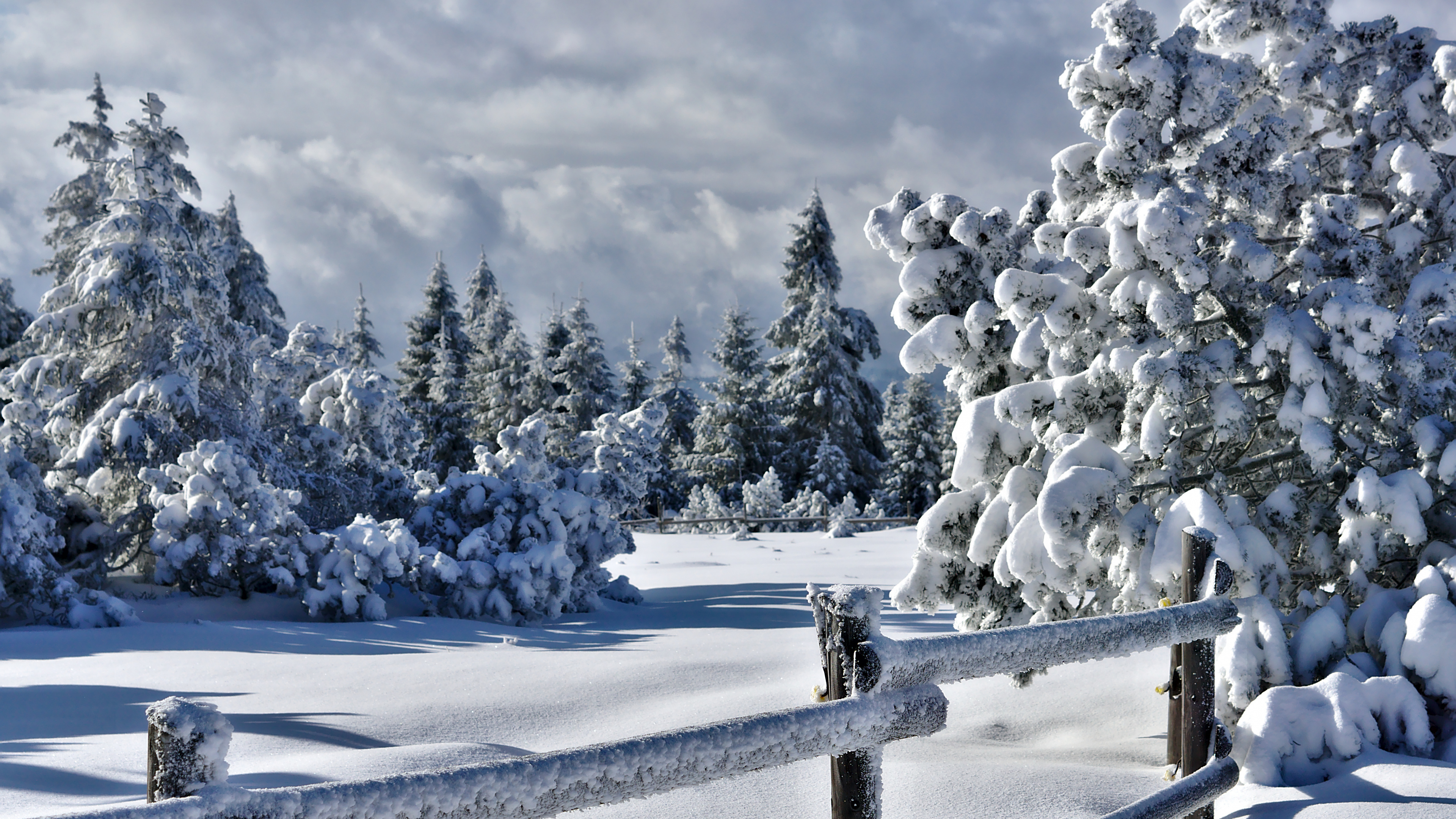 Обои 3840x2160 снег, ель, дерево, зима, замораживание, 4K Ultra HD картинка...