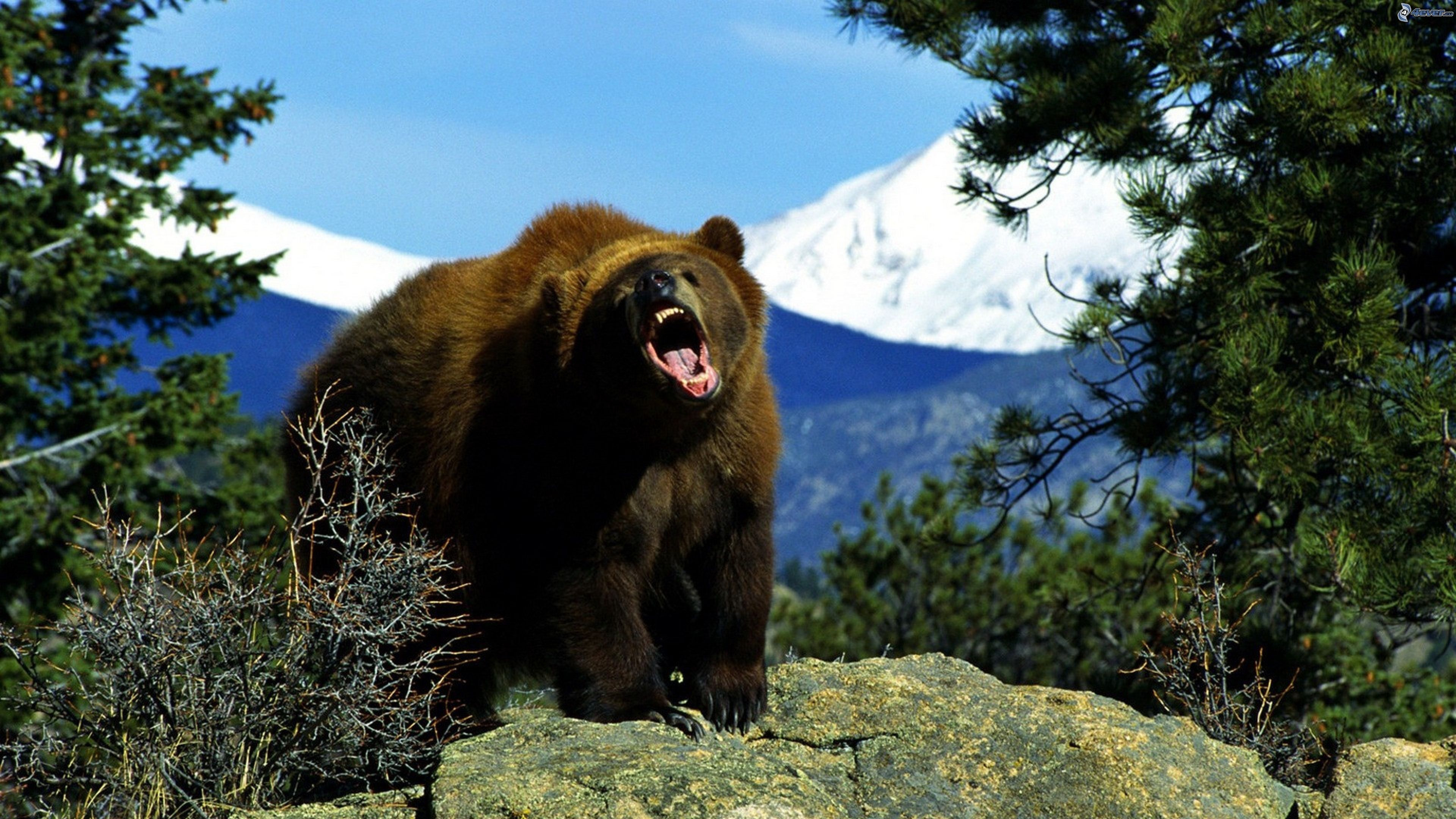 Животное тайги бурый медведь. Аляскинский бурый медведь. Северная Америка медведь Гризли. Аляскинский бурый Медведица. Гризли североамериканский бурый медведь.