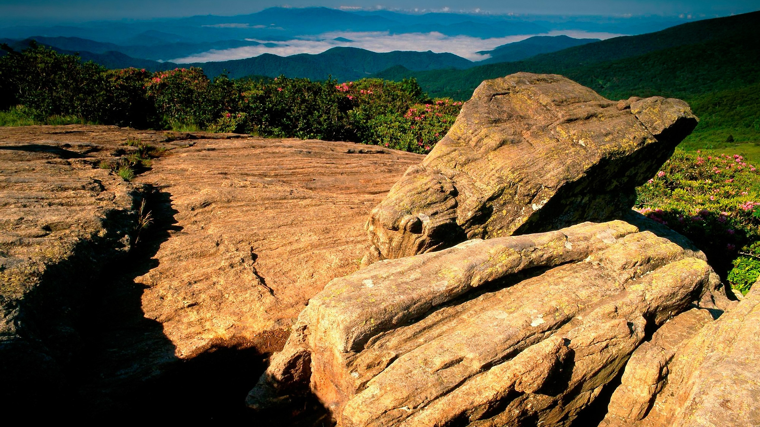 Rock tree