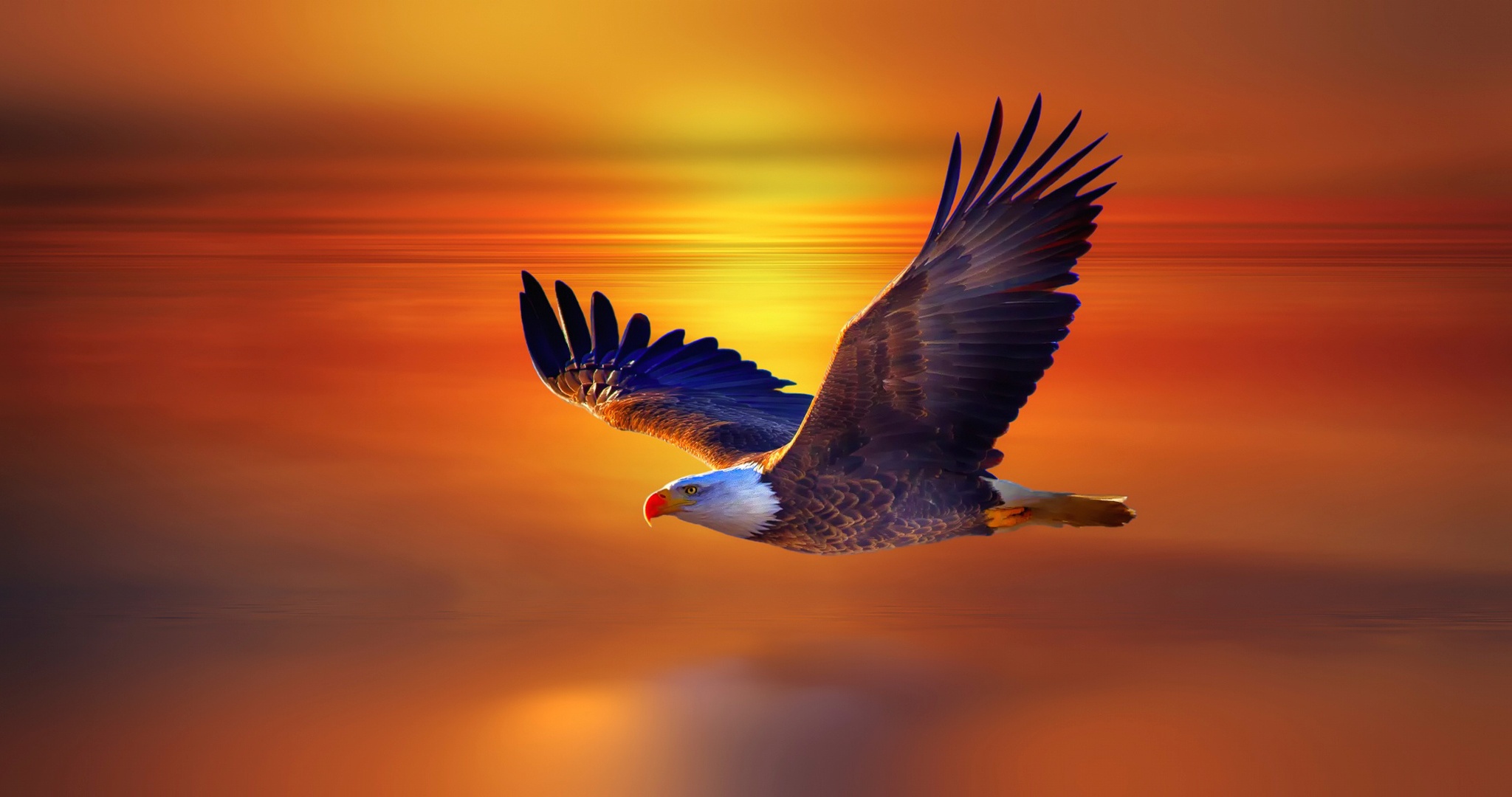 Обои белоголовый Орлан, Орел, птица, клюв, крыло, фото, заставка.