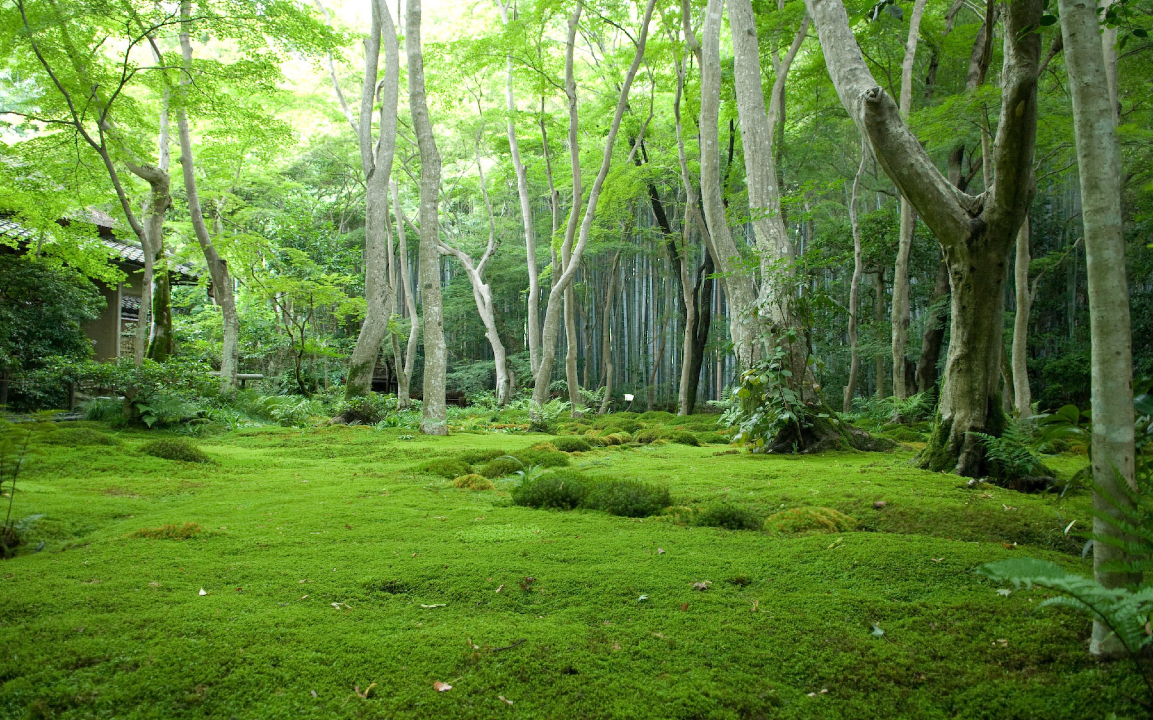 Jungle download. Мховый лес Малайзия. Сельва ландшафт. Мховый лес Япония. Мистический мховый лес Малайзия.