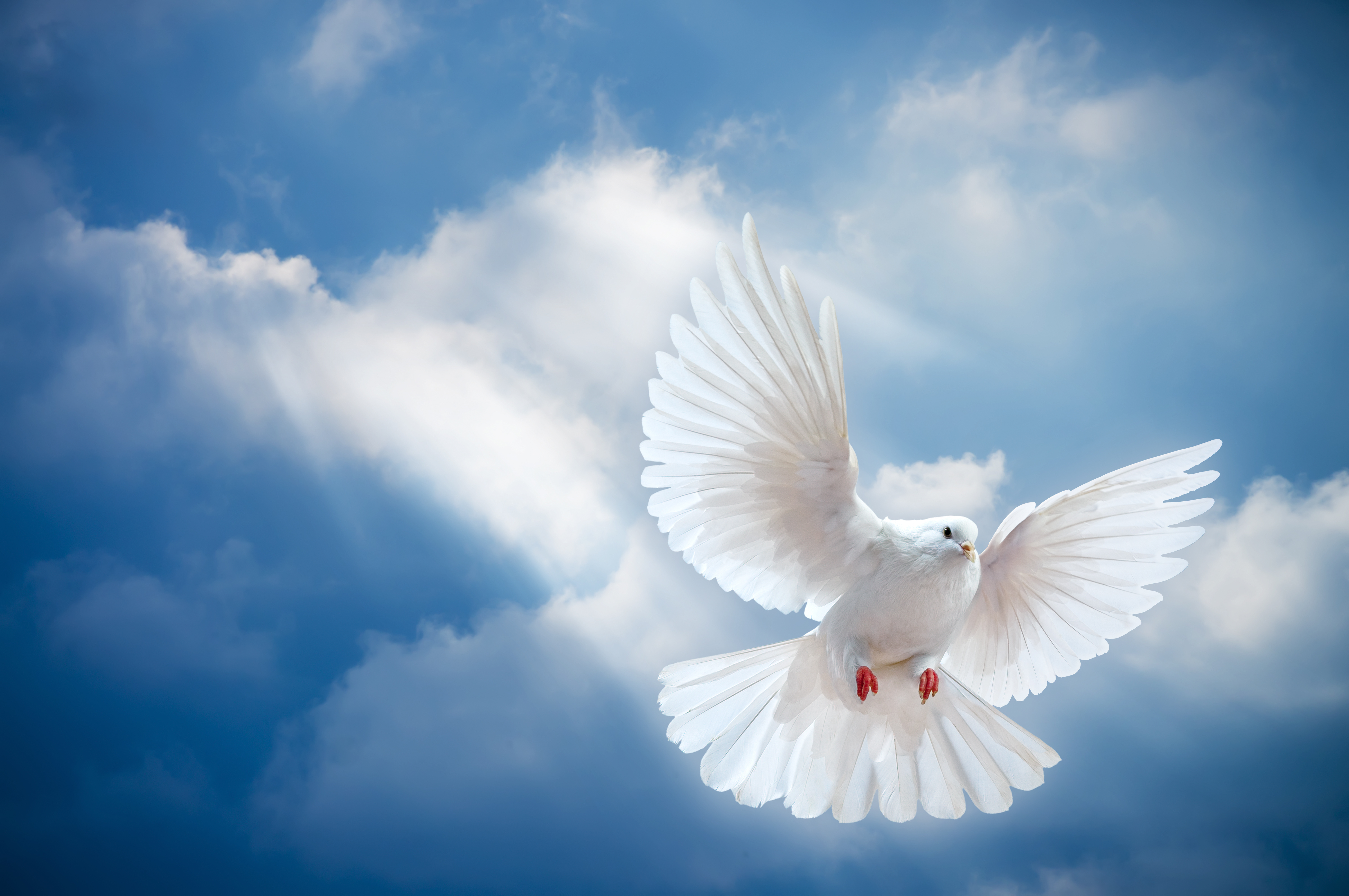 Видео поздравление с днем прощенного воскресенья. Белый голубь. Голуби в небе. Голубь картинка. Прошу прощения в прощенное воскресенье.