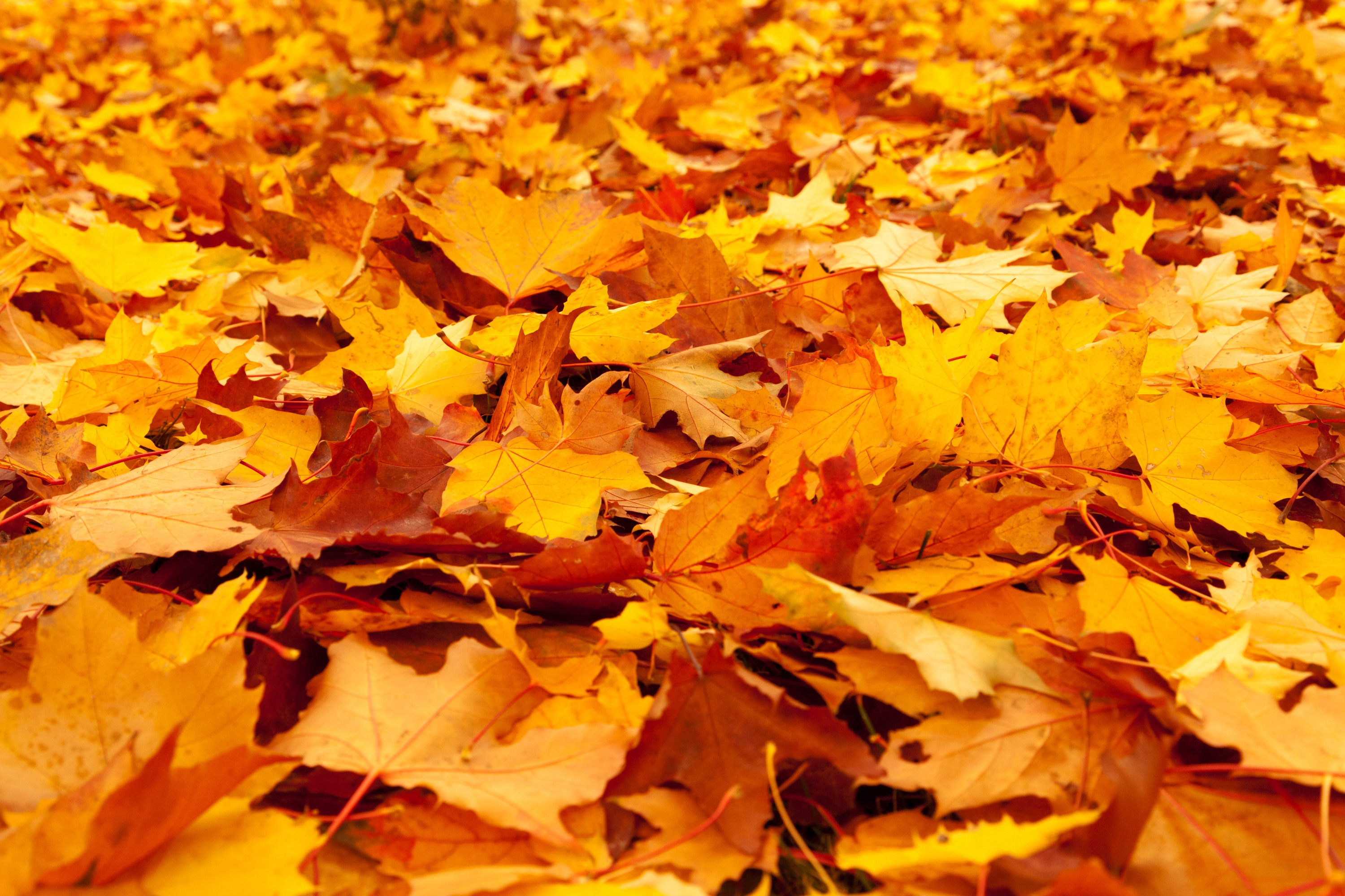 Золотом заполыхала листва место сбора. Желтый лист. Осень листья. Осенняя листва. Желтая листва.