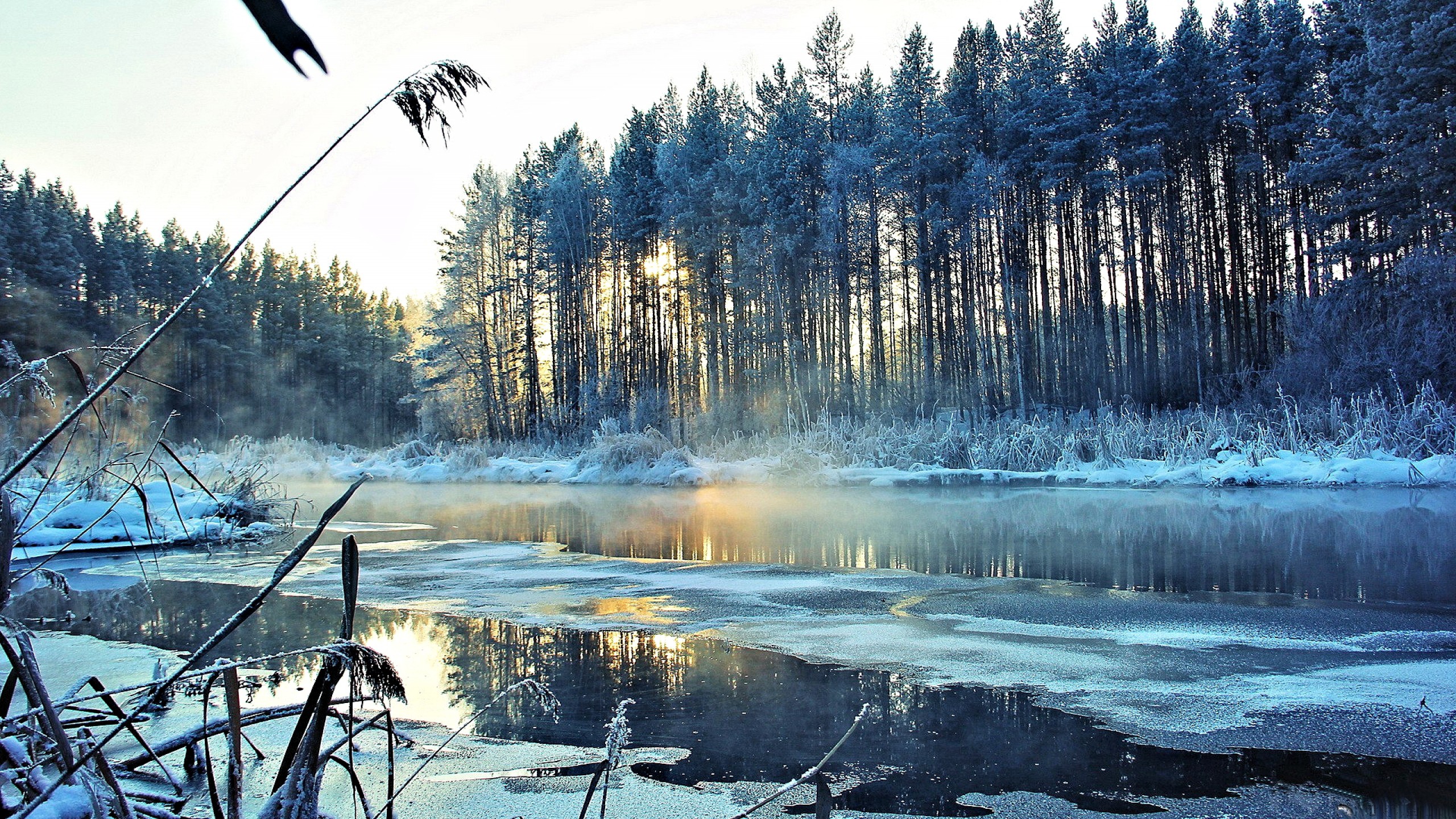 Лед лес