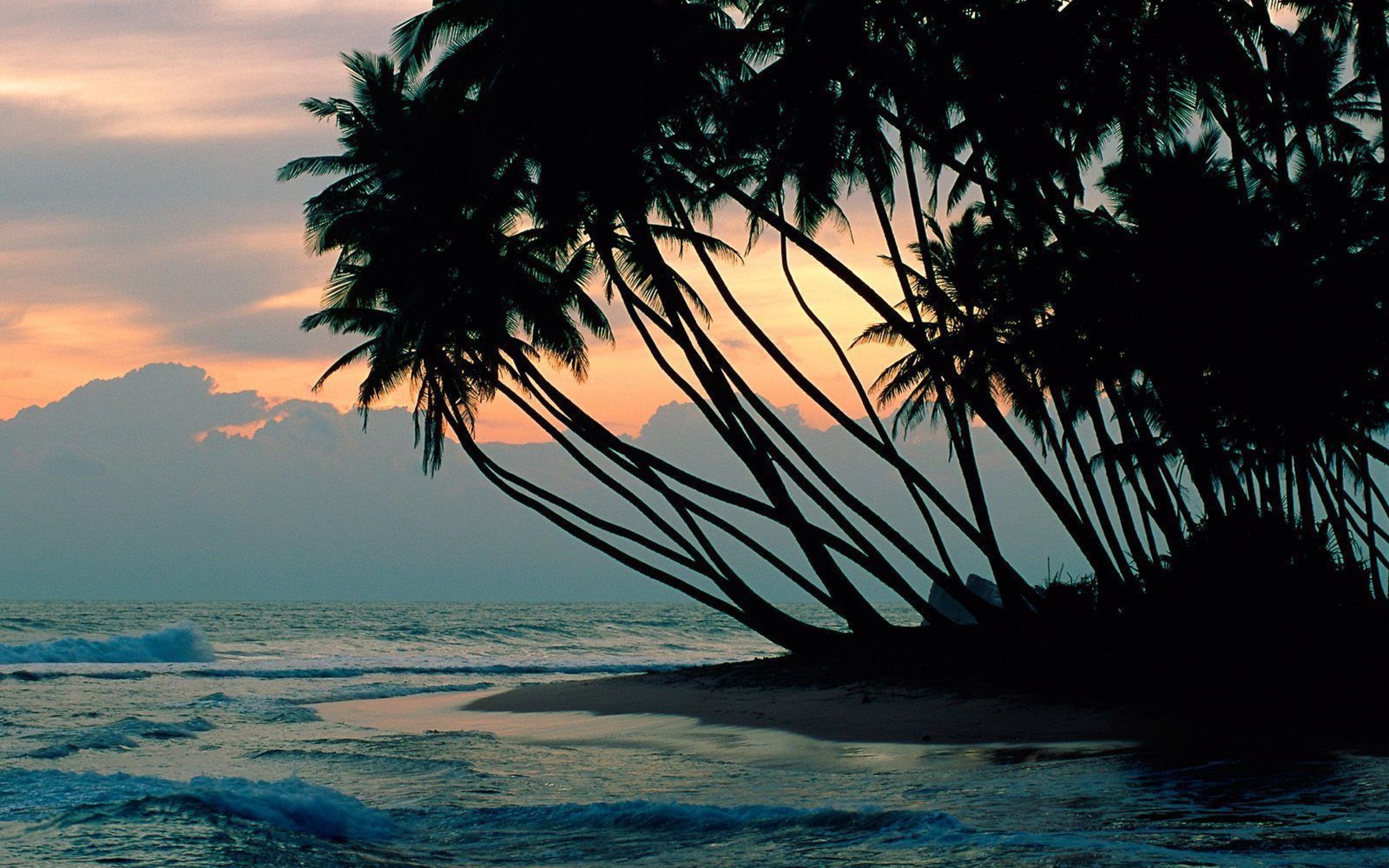 Пальмы шри ланки. Шри Ланка пальмы. Индийский океан Шри Ланка. Шри Ланка океан пальмы. Вьетнам индийский океан.