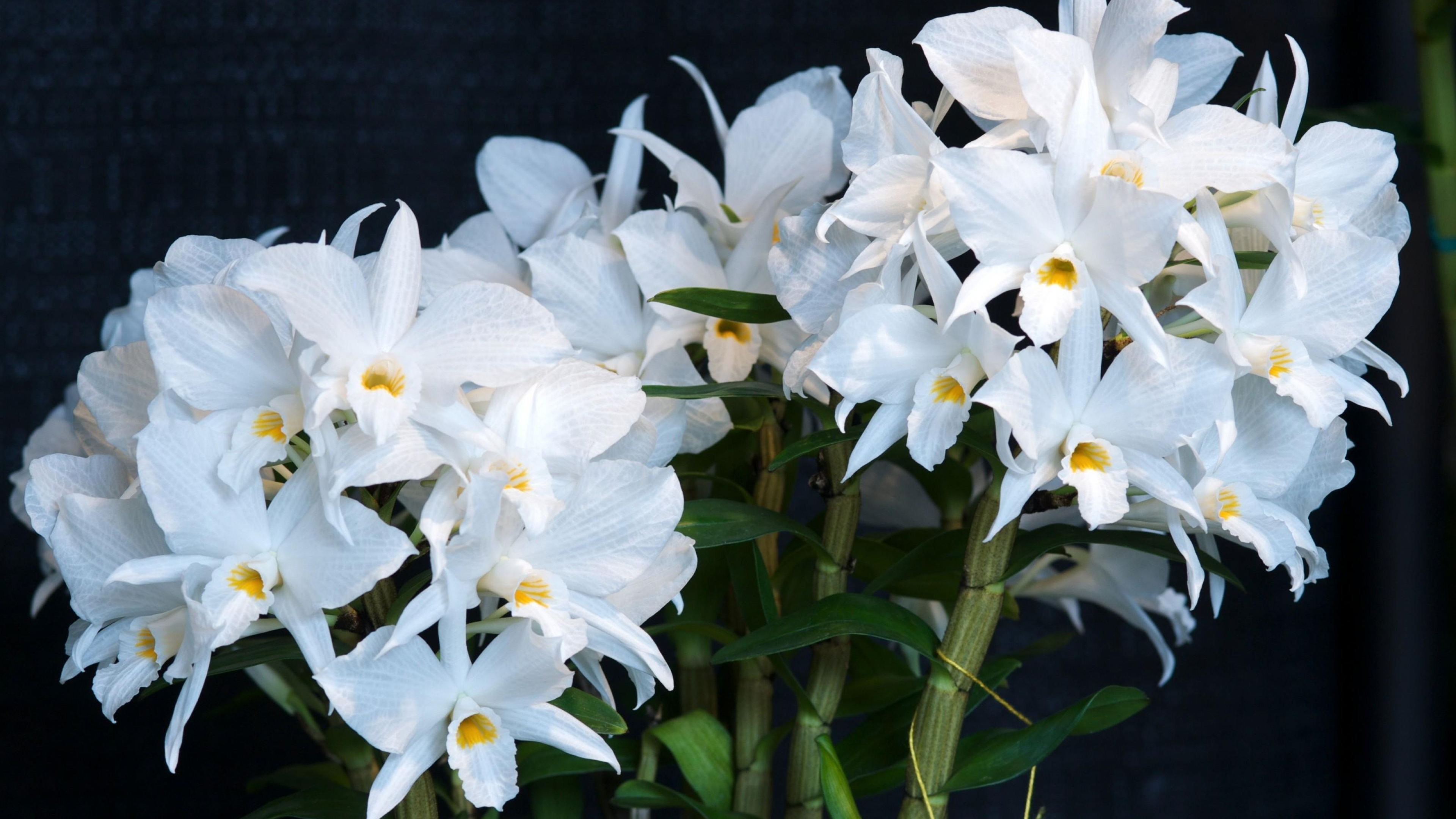 Орхидея Дендробиум си Мэри