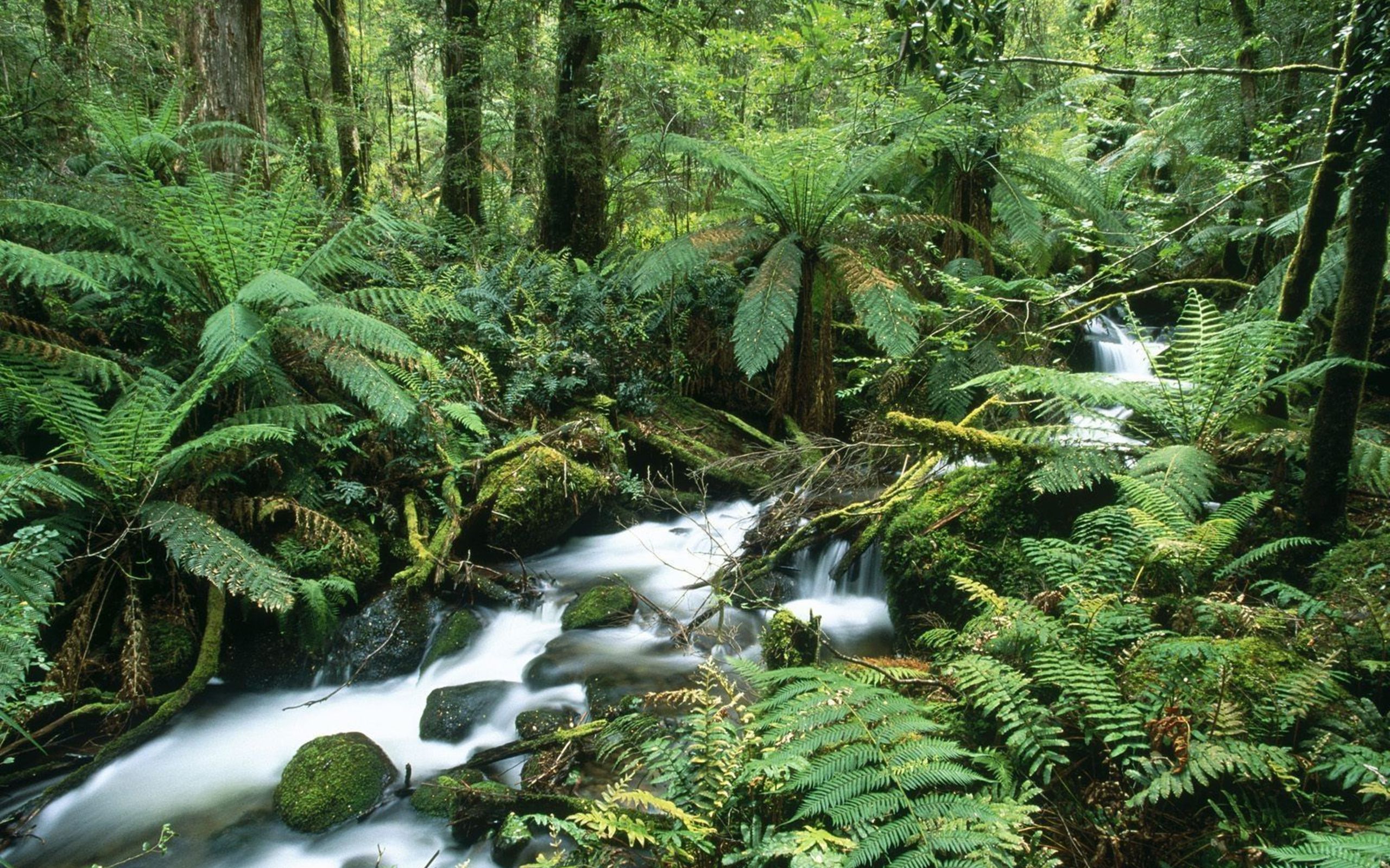 Влажные субтропические леса климат. Дождевые леса Австралии. Широколиственные леса Австралии. Дождевые тропические леса Австралии. Тропические леса восточного побережья Австралии.
