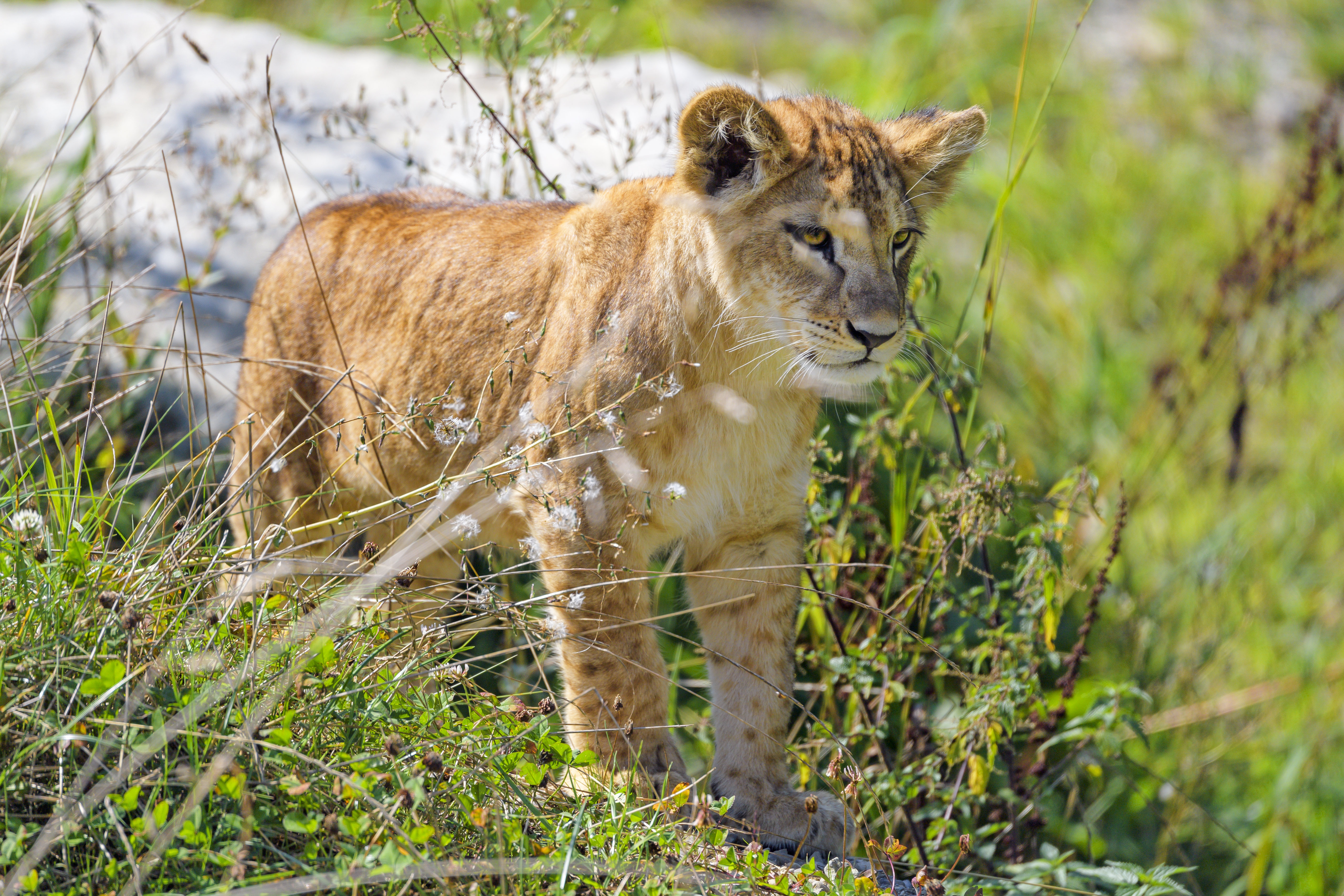 Lion cub. Львёнок. Обои Львенок. Хищные животные маленькие Лев. Картинки на рабочий стол львята.