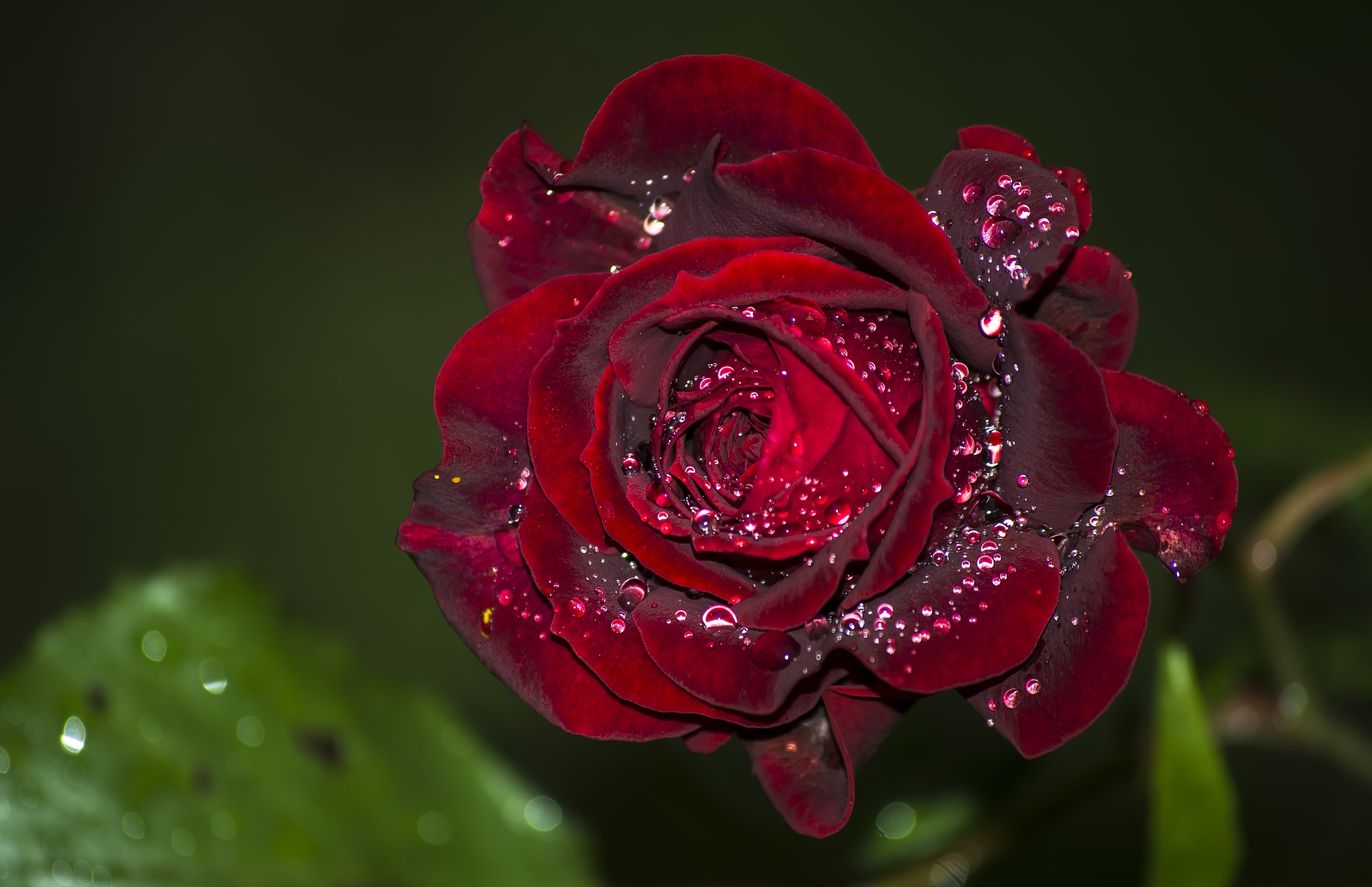 очень красивые розы фото