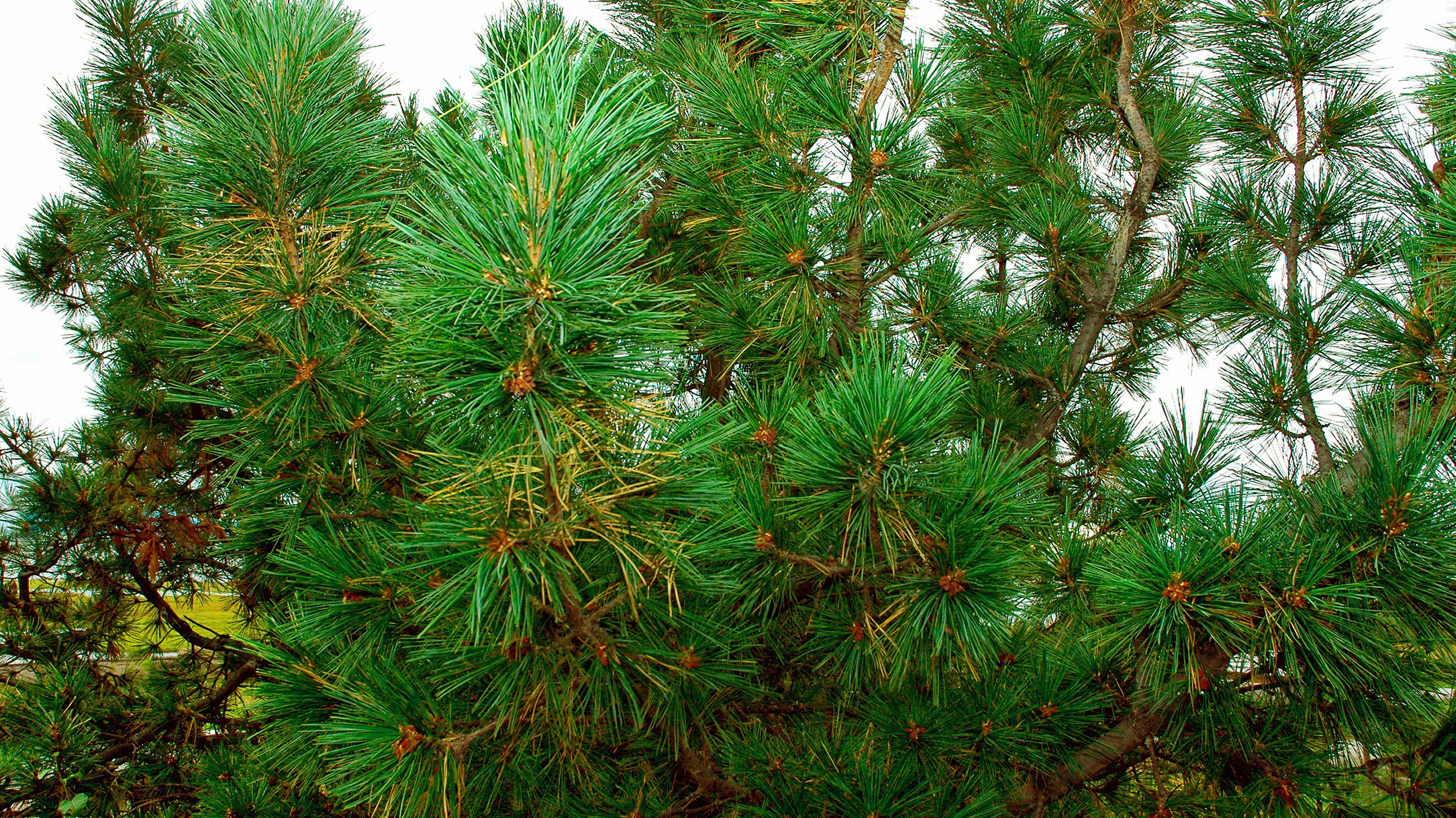 Кедры ели кедра. Сосна Кедровая хвоя. Сосна обыкновенная Pinus. Прасковеевка сосна Пиния. Сосна Кедровая Дарвин.