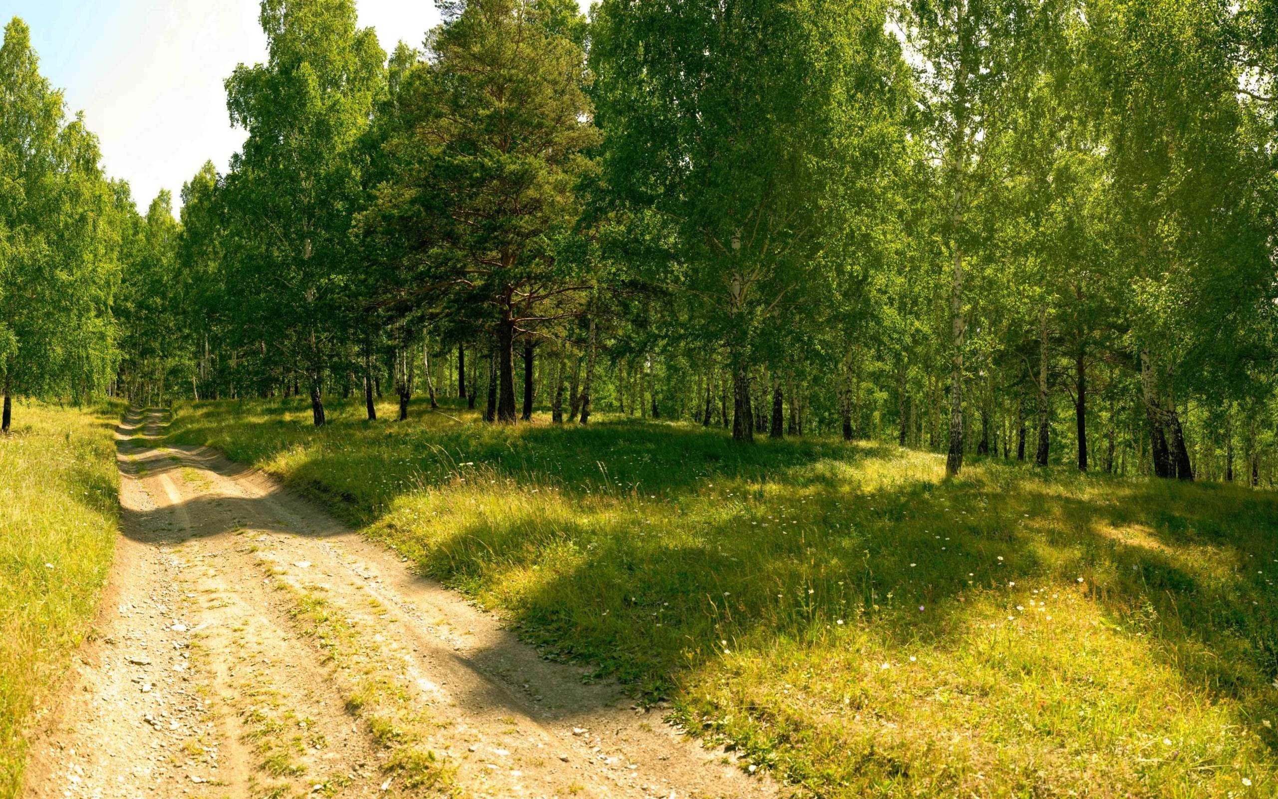 Тропинка в Березовом лесу