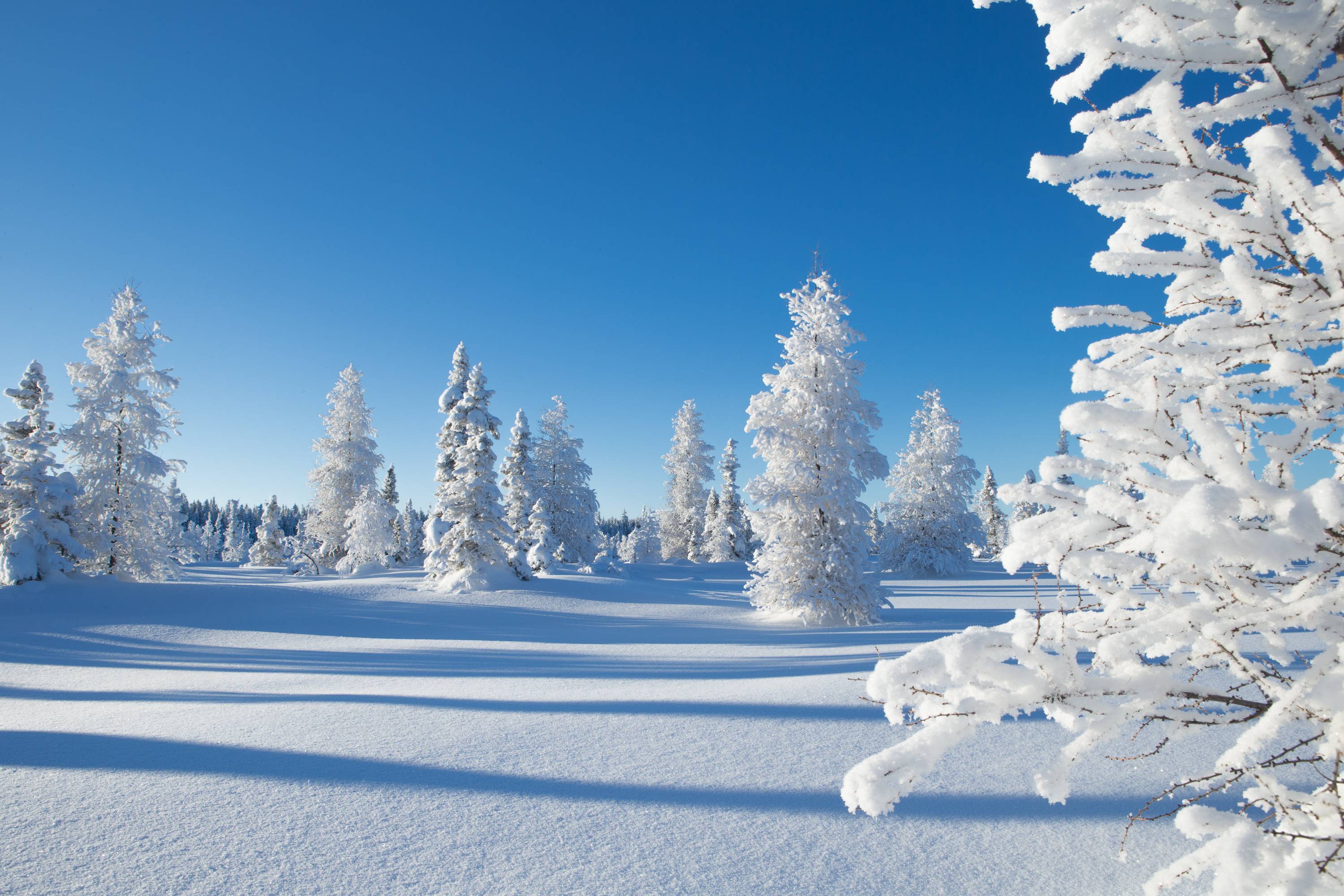 Обои зима, снег, дерево, мороз, замораживание, фото, заставка.