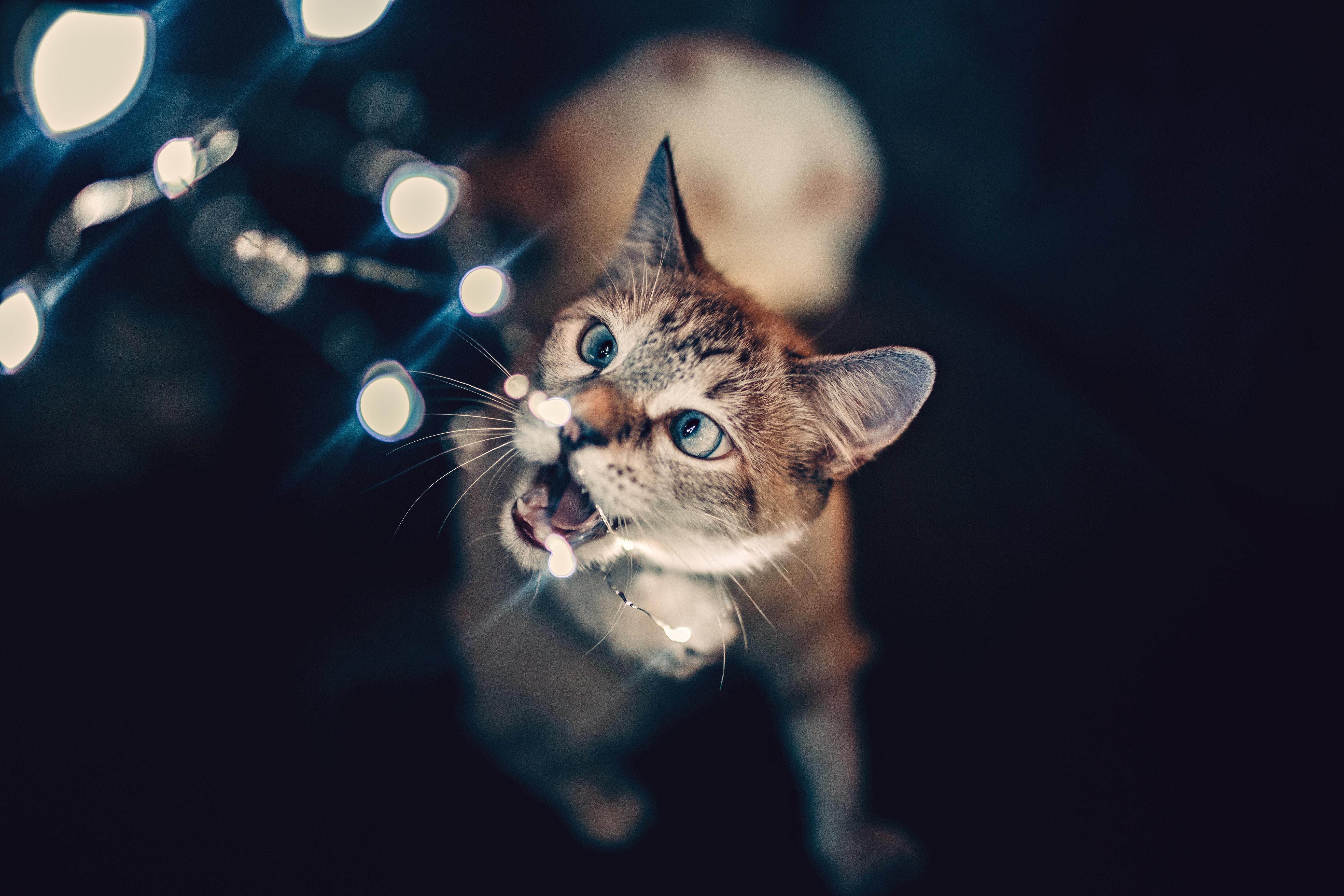 Кошачий блик. Обои на рабочий стол кошки. Обои с котиками. Счастливый кот. Тема кошки.