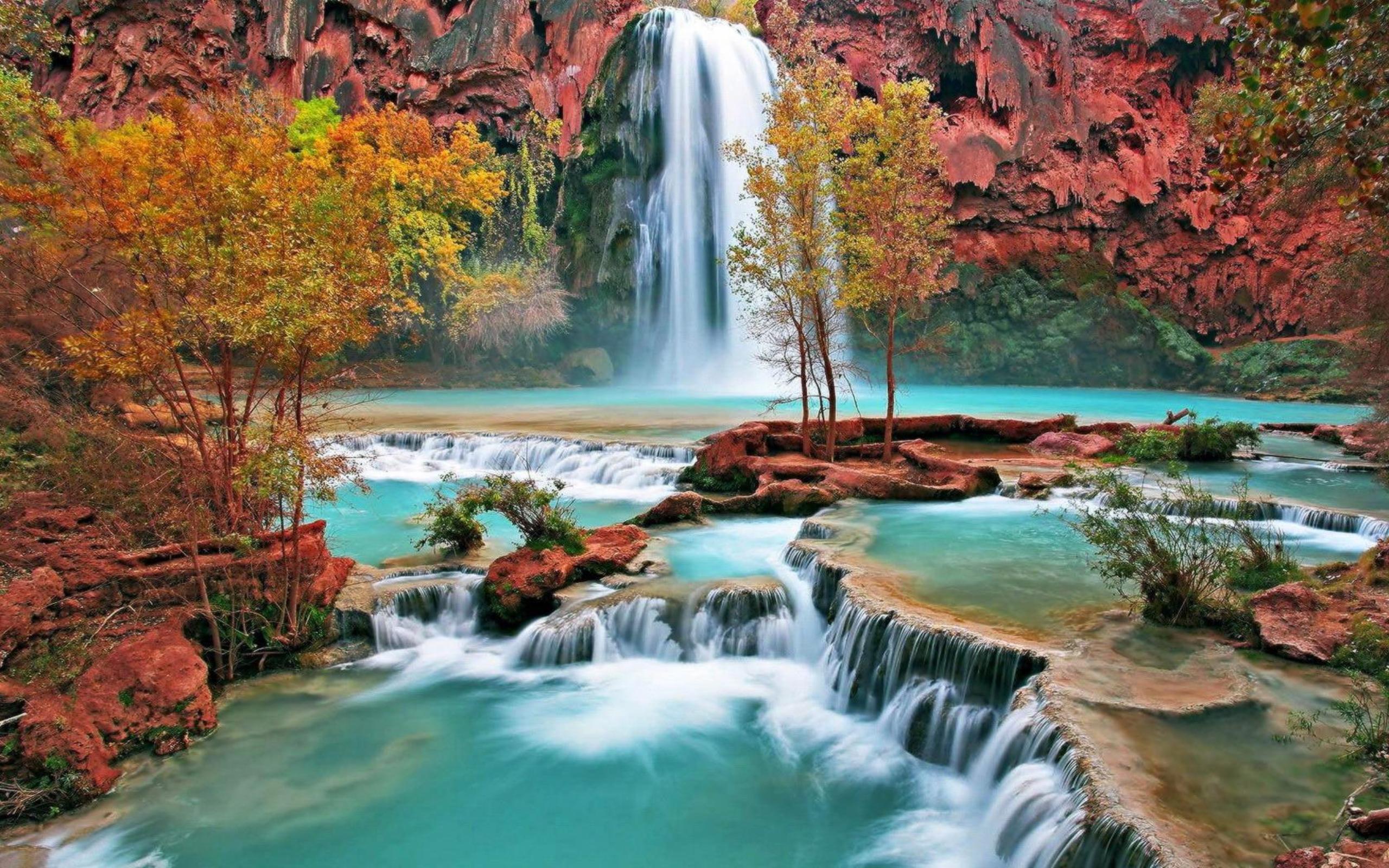 Живая природа картина