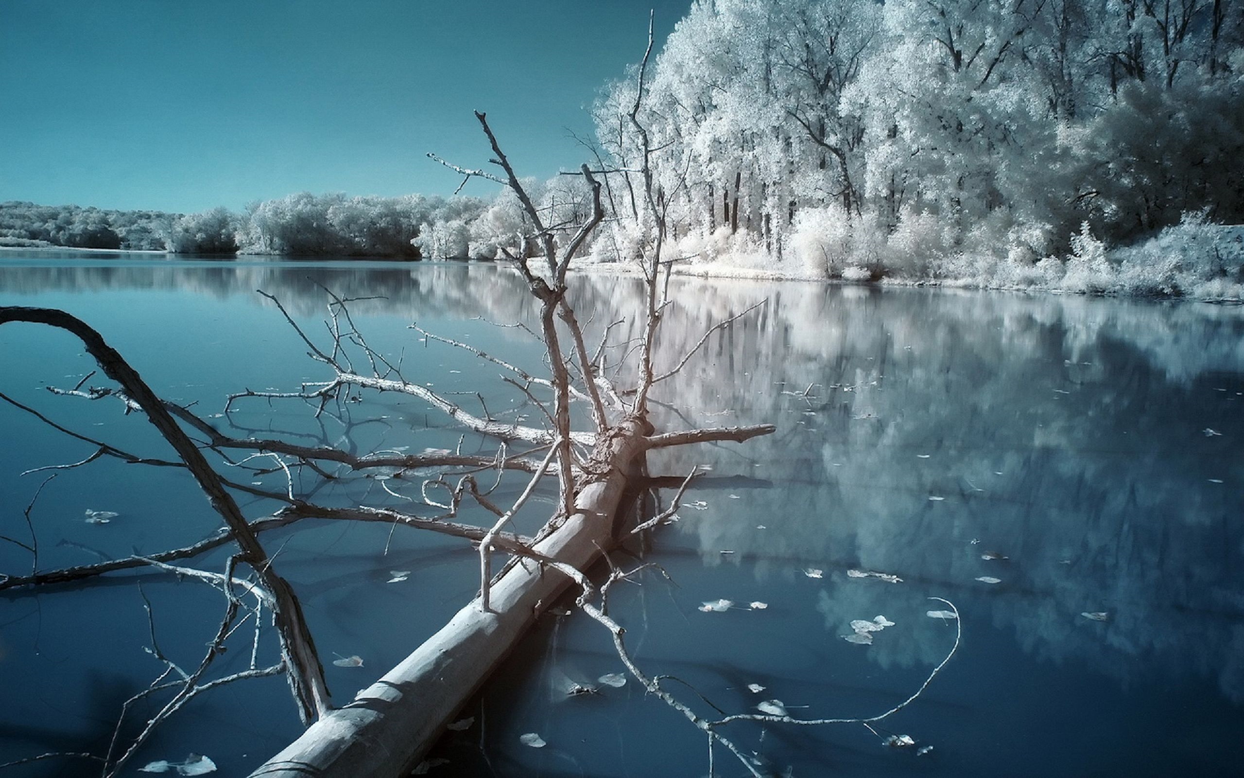 Лед на реках и озерах. Зимнее озеро. Замерзшее озеро в лесу. Река зимой. Деревья во льду.