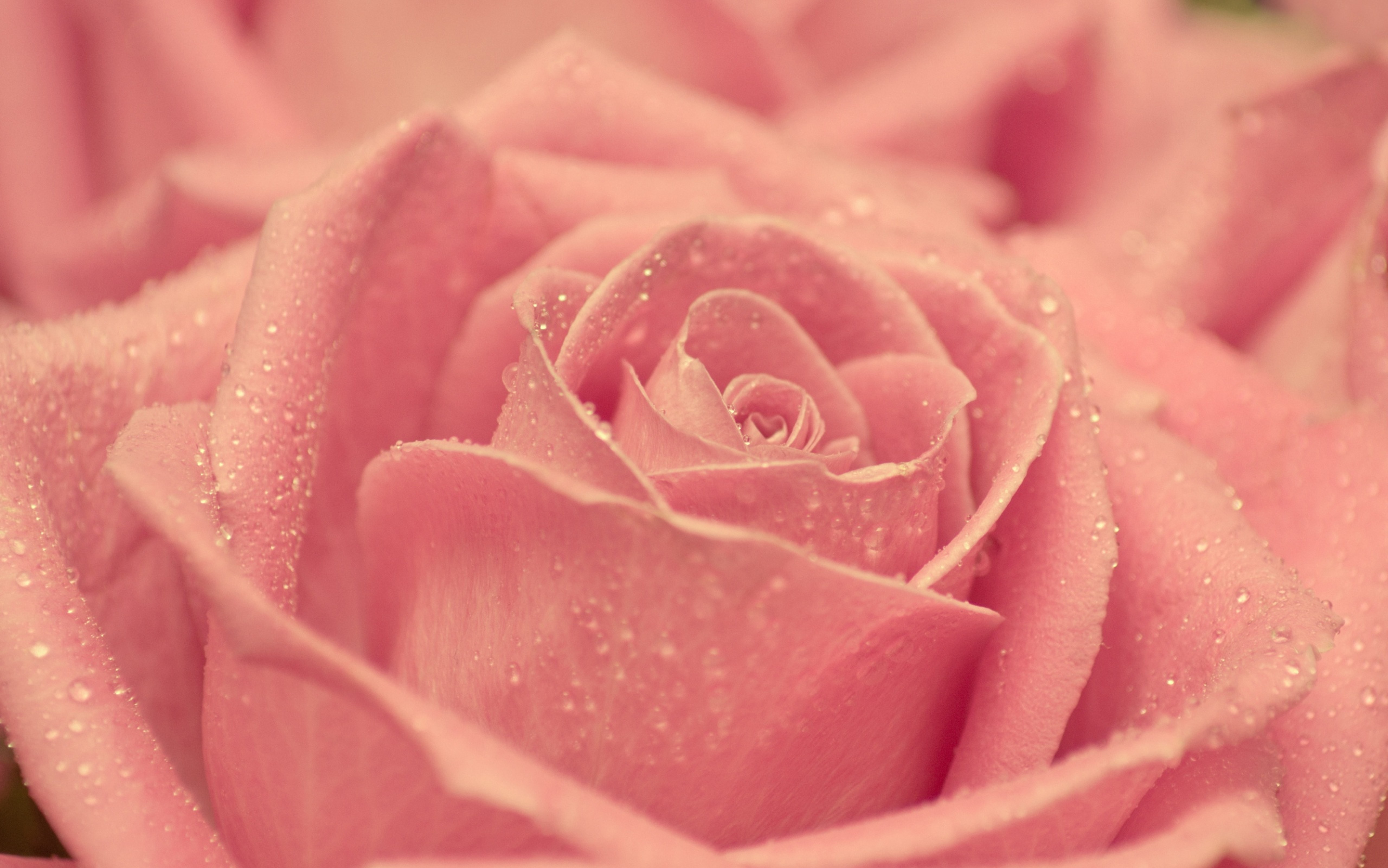 Обои розочки. Розовые розы. Крупные розы. Нежные розовые розы. Картинки на рабочий стол розы.