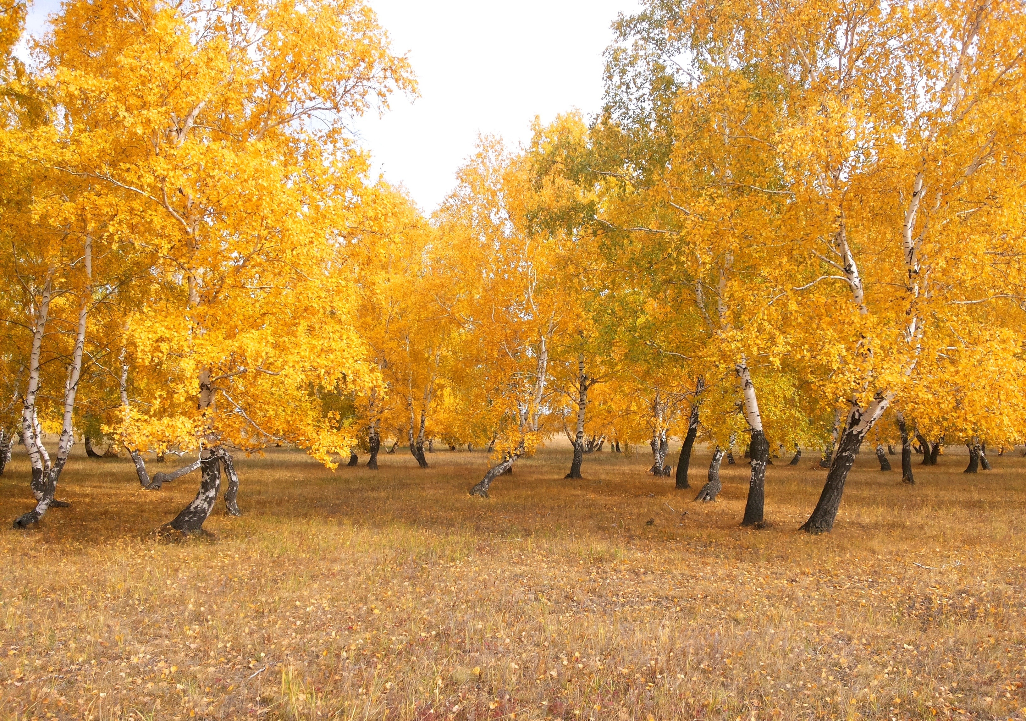 Золотая береза дерево. Осенний лес. Береза осенью. Березовая роща осенью. Золотая осень березы.
