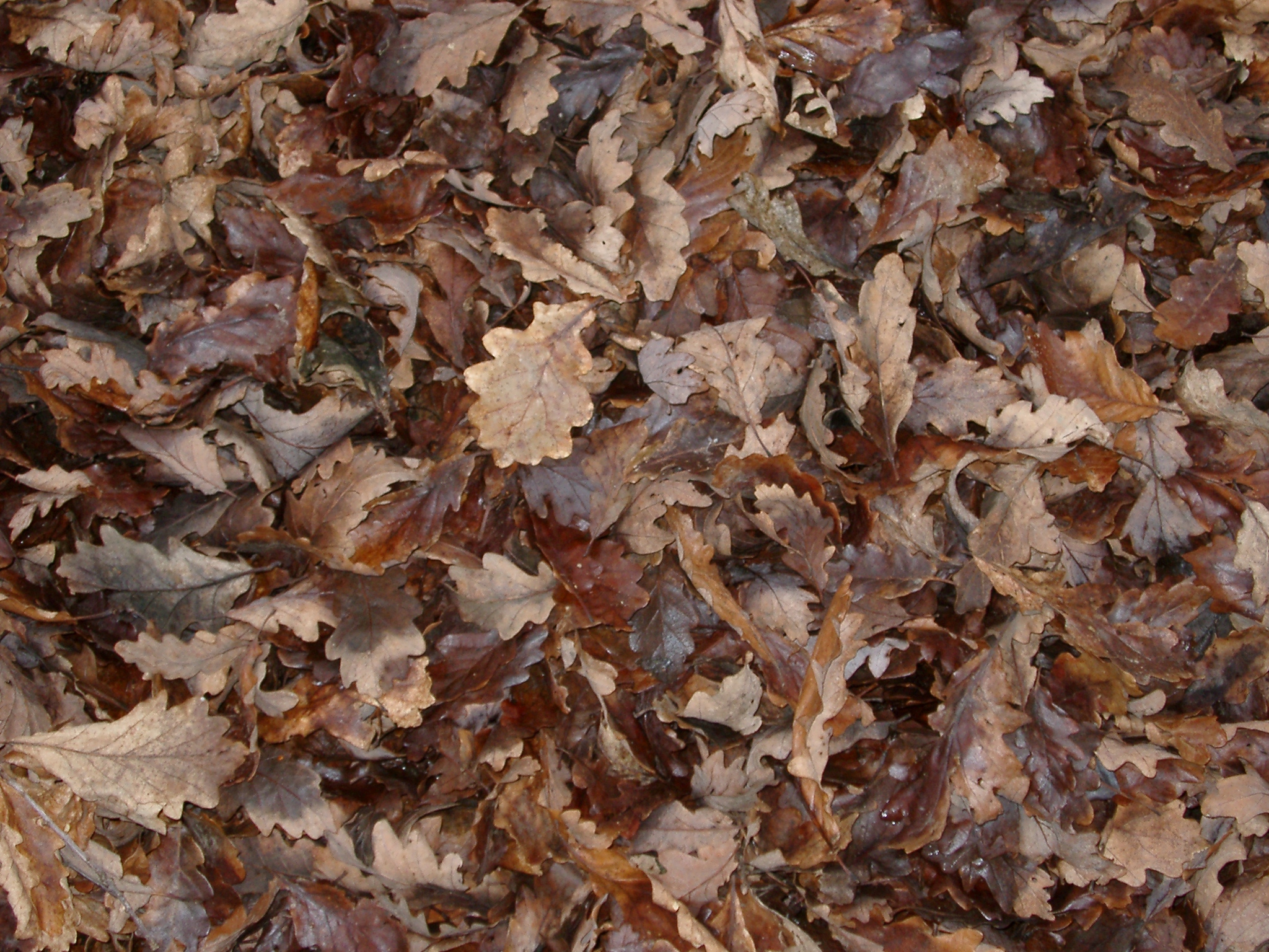 Листовой опад это. Листовой опад. Текстура опавшей листвы. Куча листьев. Текстура листьев.
