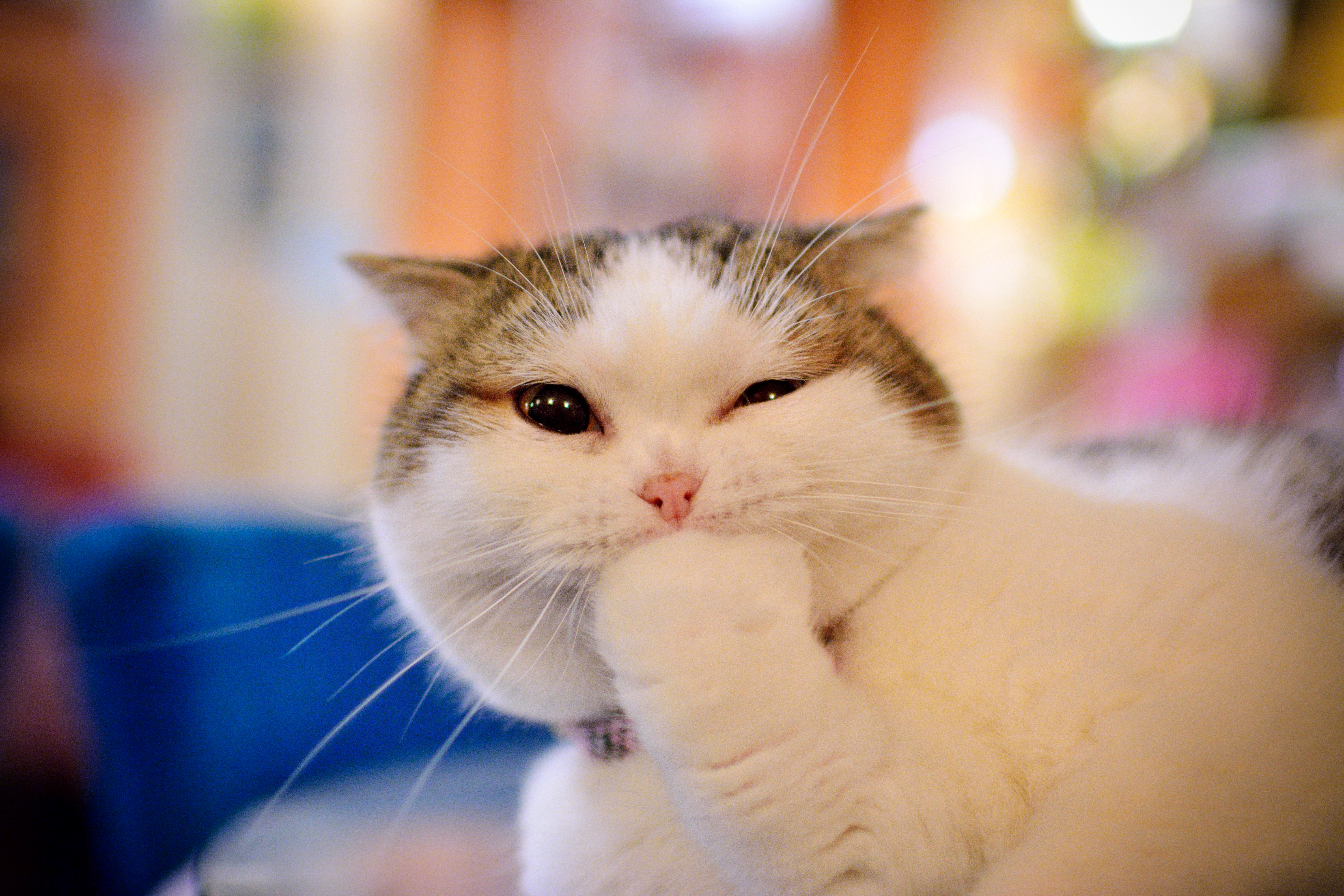 Котенок улыбается мем