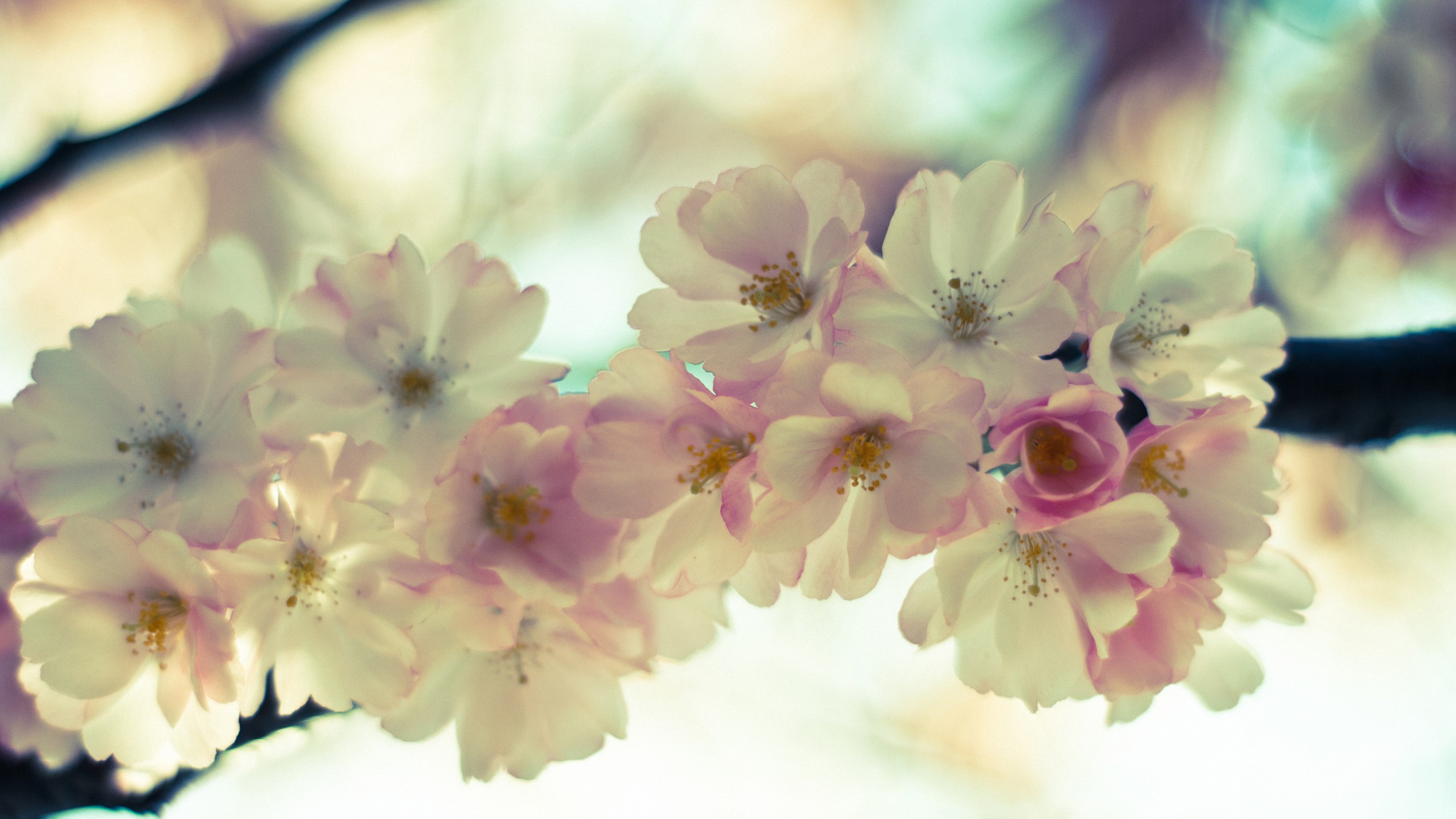 Фото весны красивые на заставку на телефон. Нежные цветочки. Нежный цветок. Весенние цветочки. Цветы в пастельных тонах.