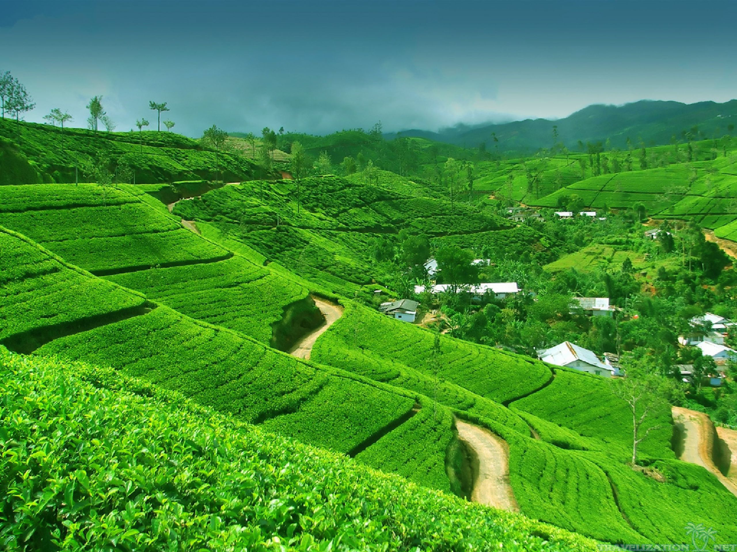 Шри ланка производство. Чайные плантации Нувара Элия. Нувара-Элия – Канди Шри-Ланка. Шри Ланка чайные плантации. Канди Шри Ланка чайные плантации.