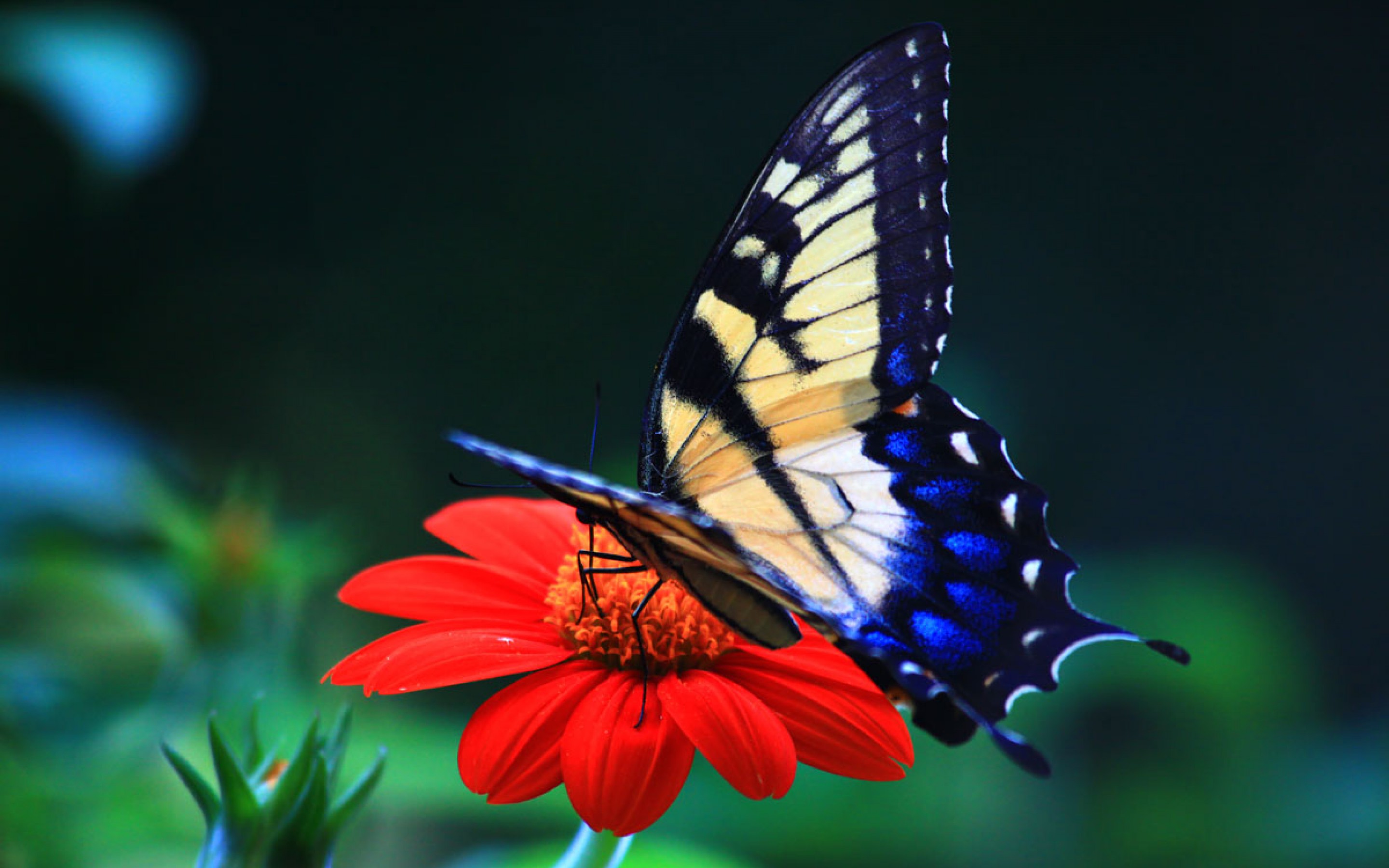 Butterflilove1