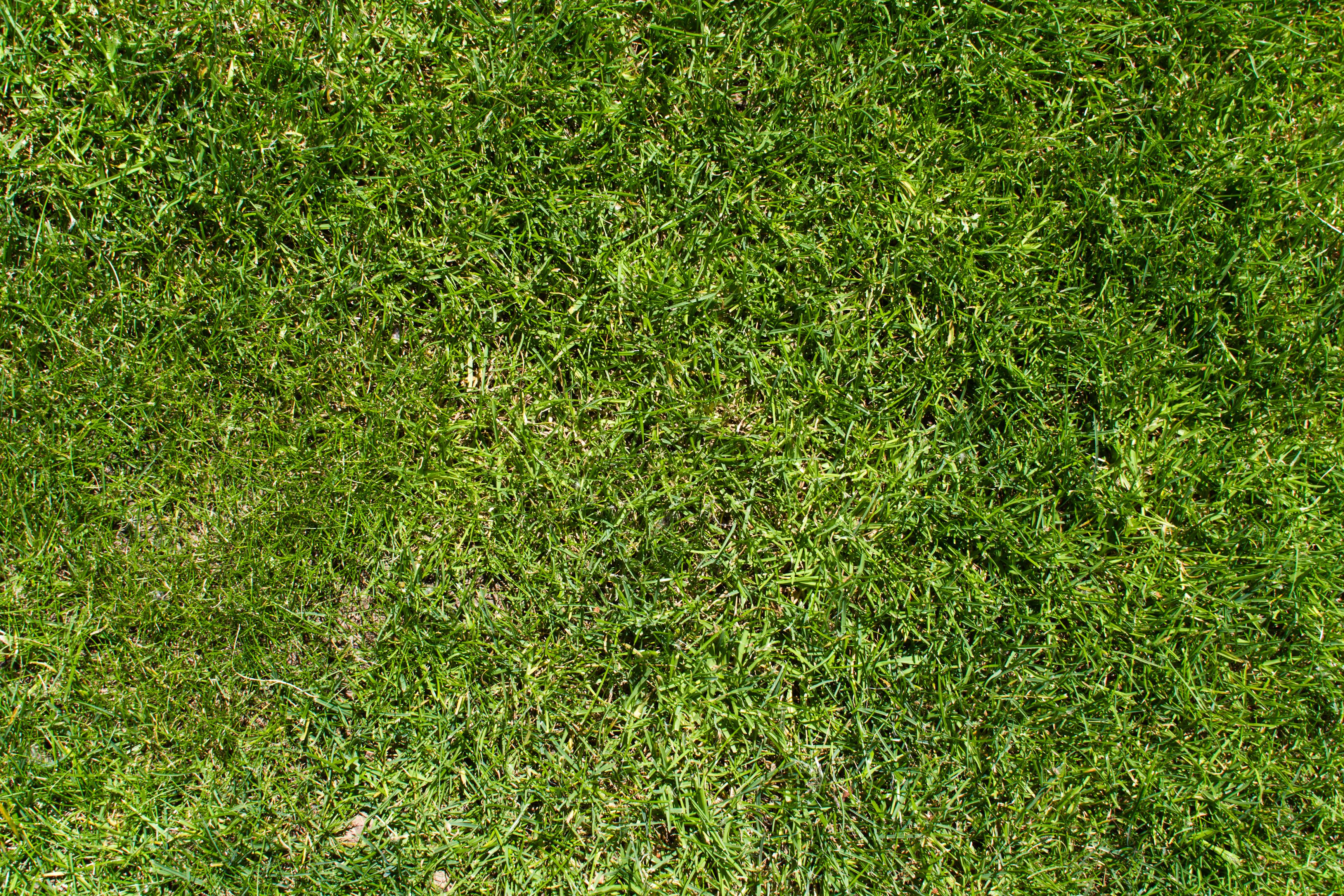 текстура травы из гта 5 фото 70