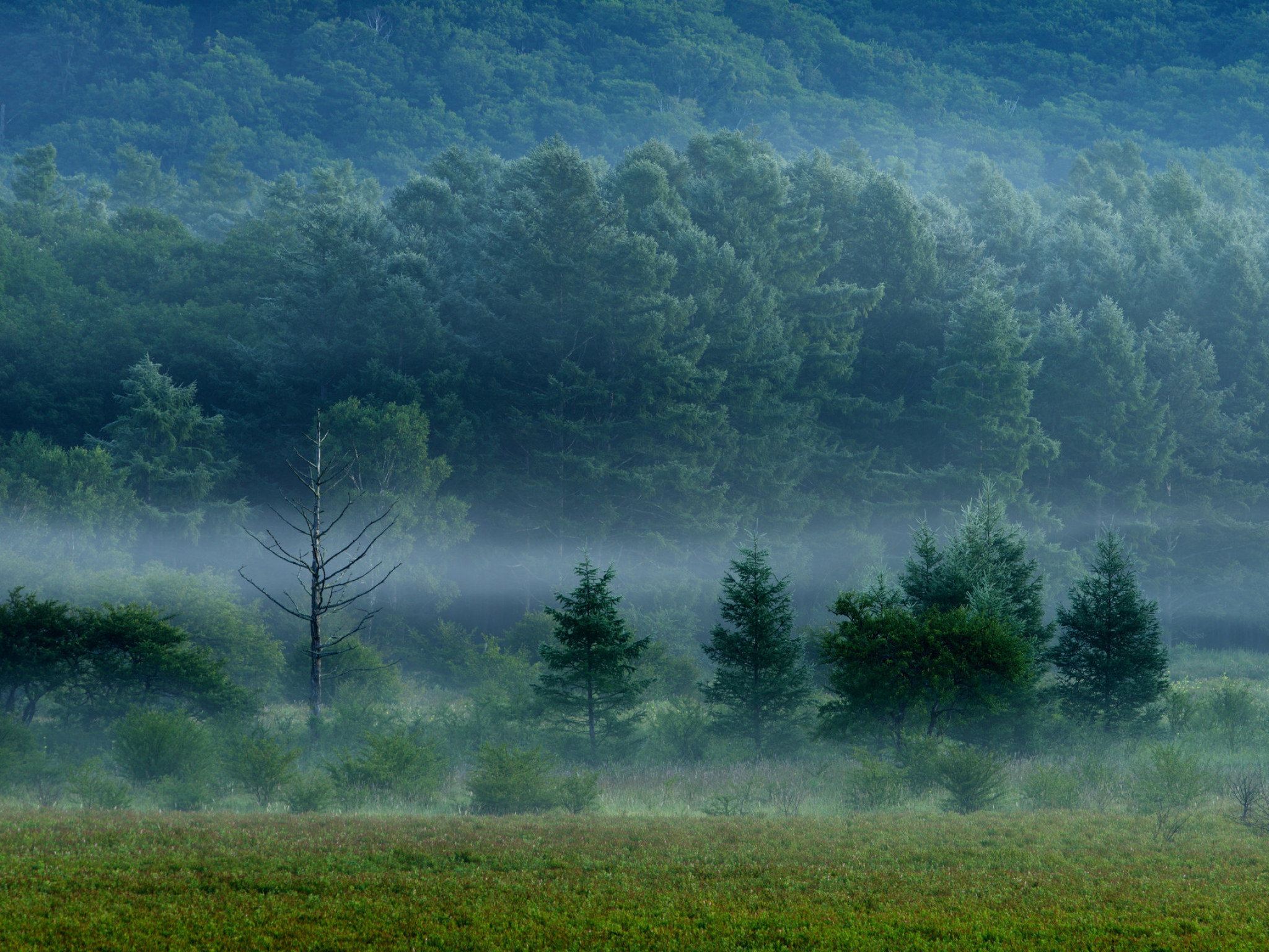 Туман над травой песня слушать. Туман над лесом. Природа туман. Туманный лес. Лес в тумане.