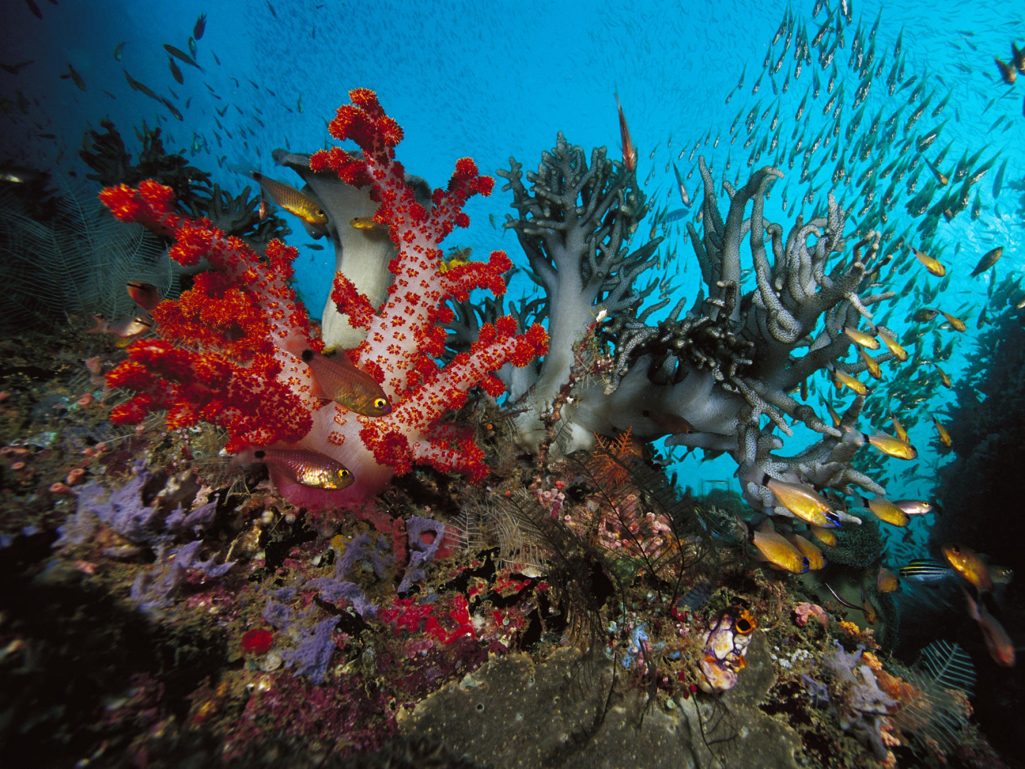 Морской мир кратко. Кипр коралловые рифы. Кораллы в Шарм Эль Шейхе. Коралловый риф в Шарм Эль Шейхе. Рас Мухаммед Шарм-Эль-Шейх.