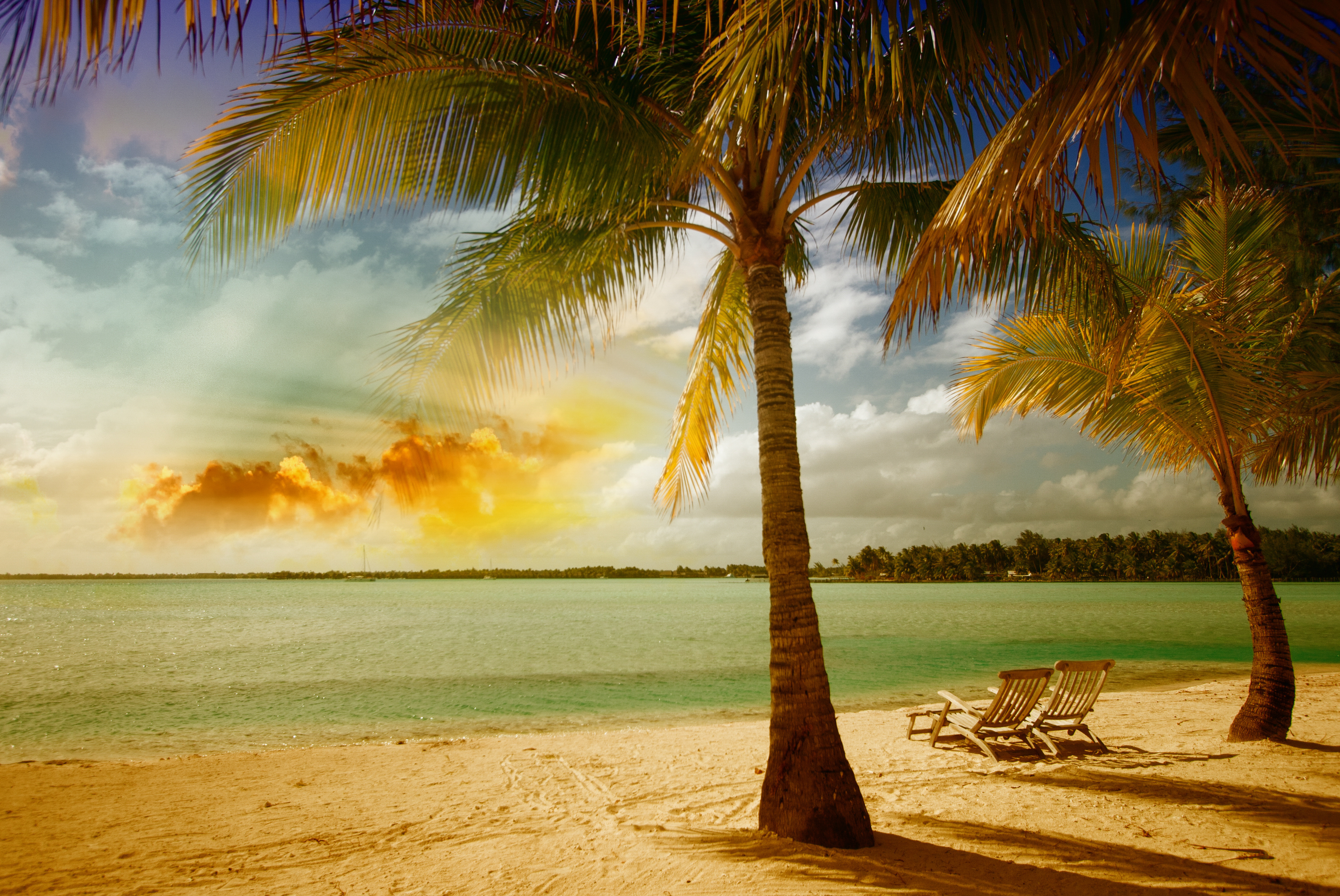 Beach tree. Море пальмы. Море пляж. Солнце пляж. Пейзаж с пальмами.