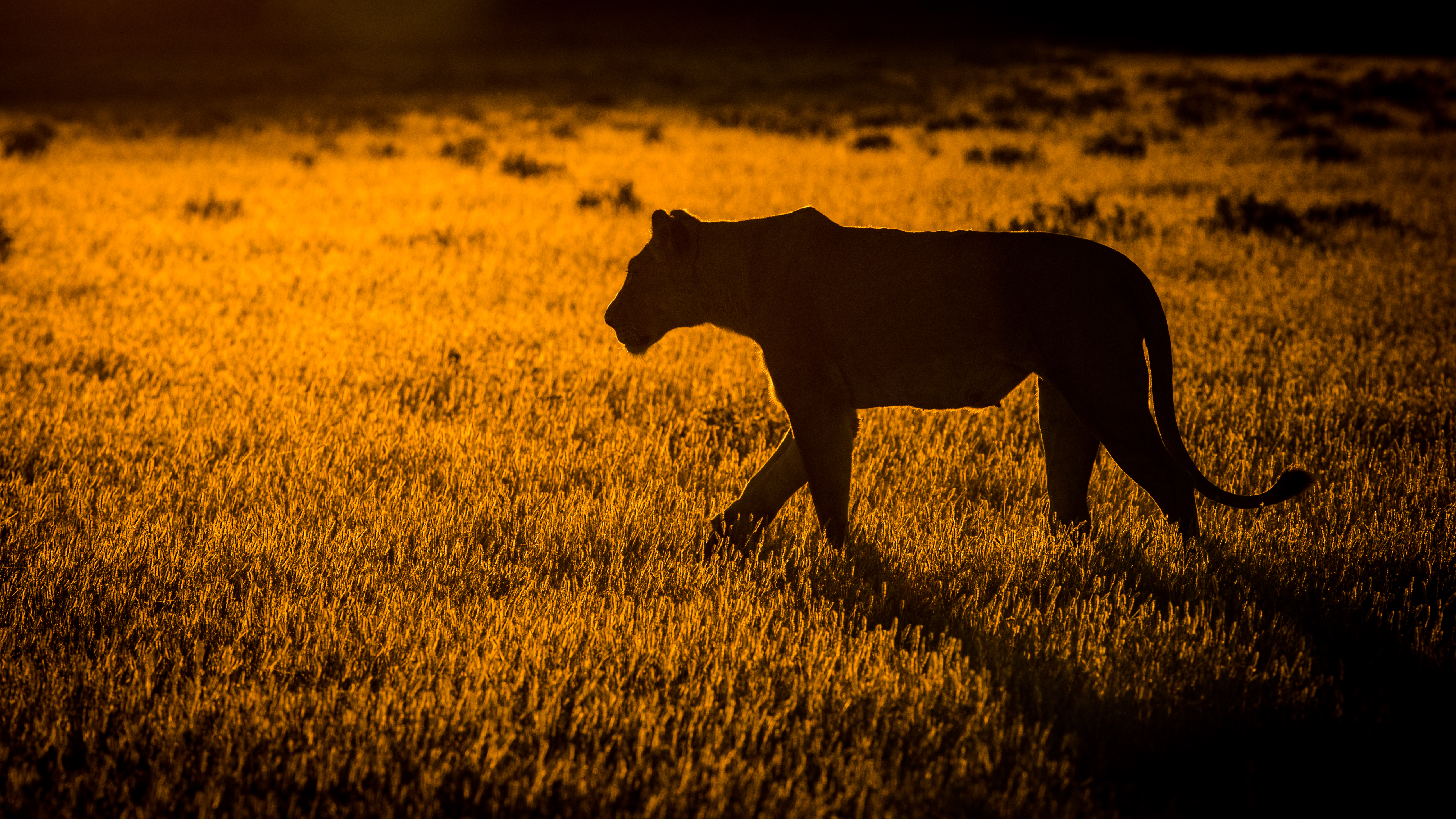 Дикая природа африки. Африканские животные. Звери на закате. Саванна закат Лев.